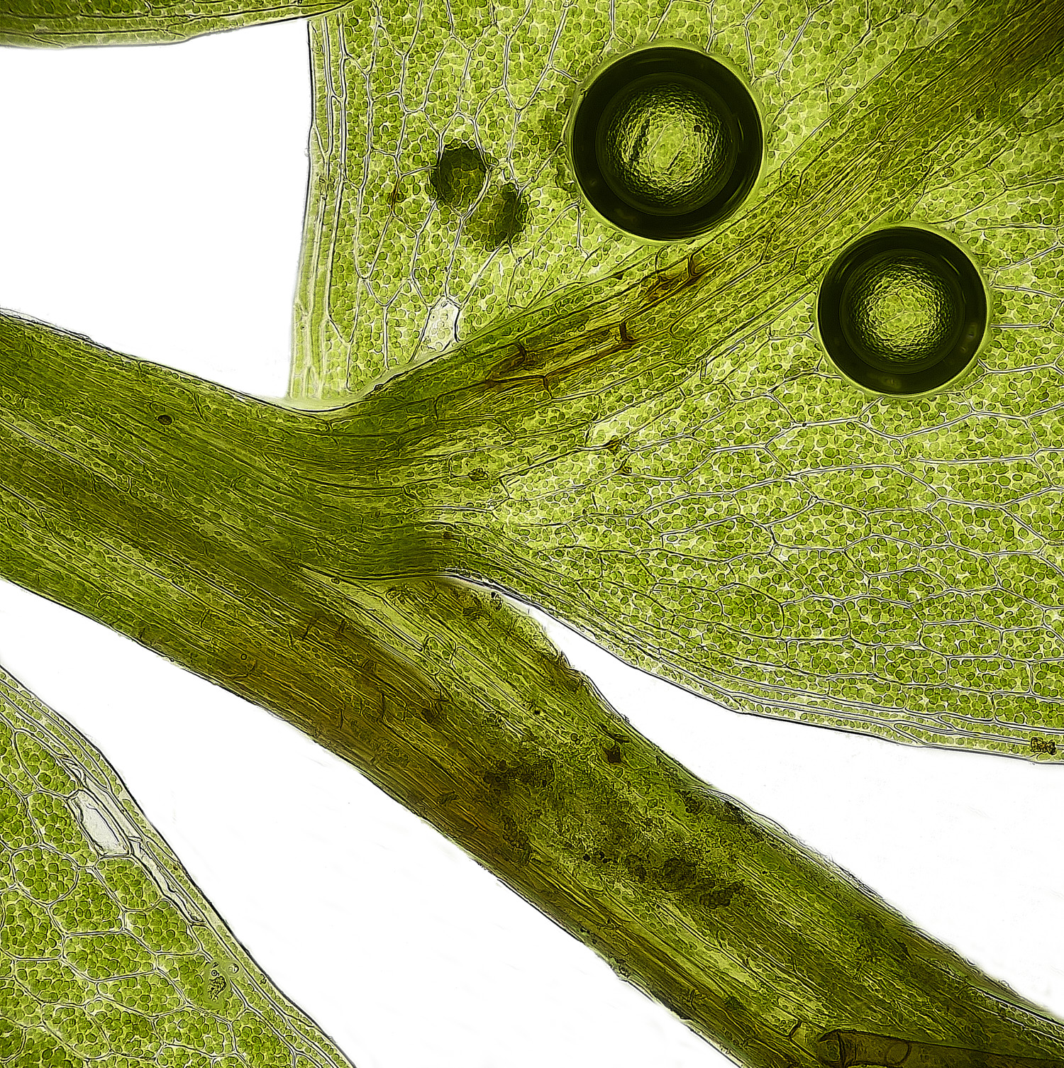 waveneyForestProstratum010226-3