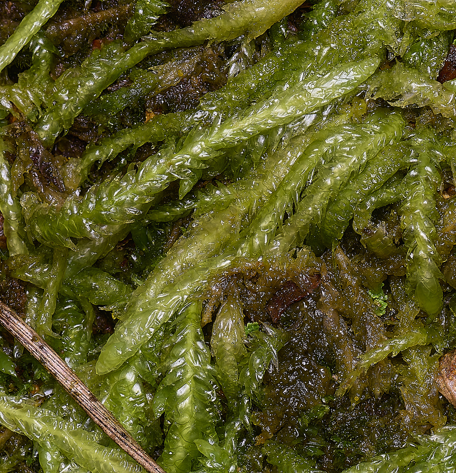 WaveneyForestPundulatum010226-1