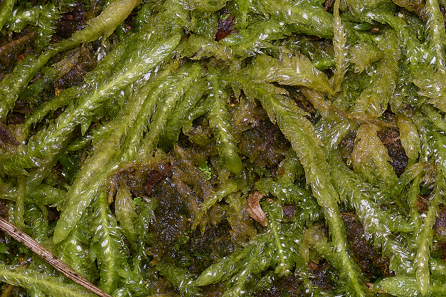 WaveneyForestPundulatum010226-2