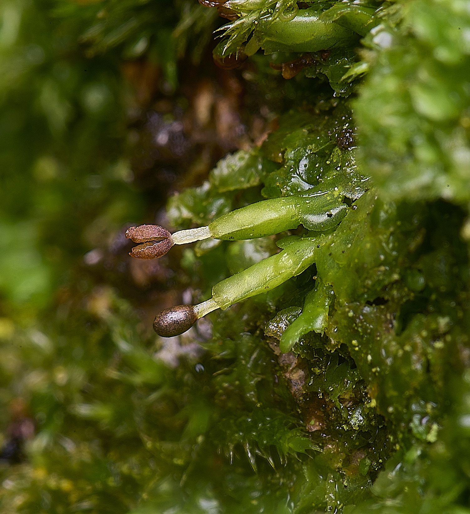 WaveneyForestRadulacomplanata010226-1 1