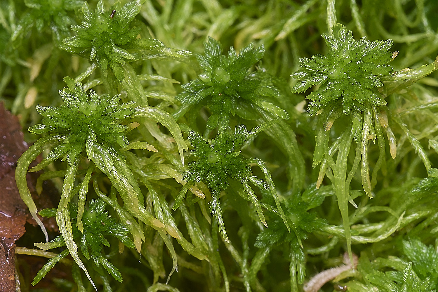 WaveneyForestSphagnumfimbriatum010226-1