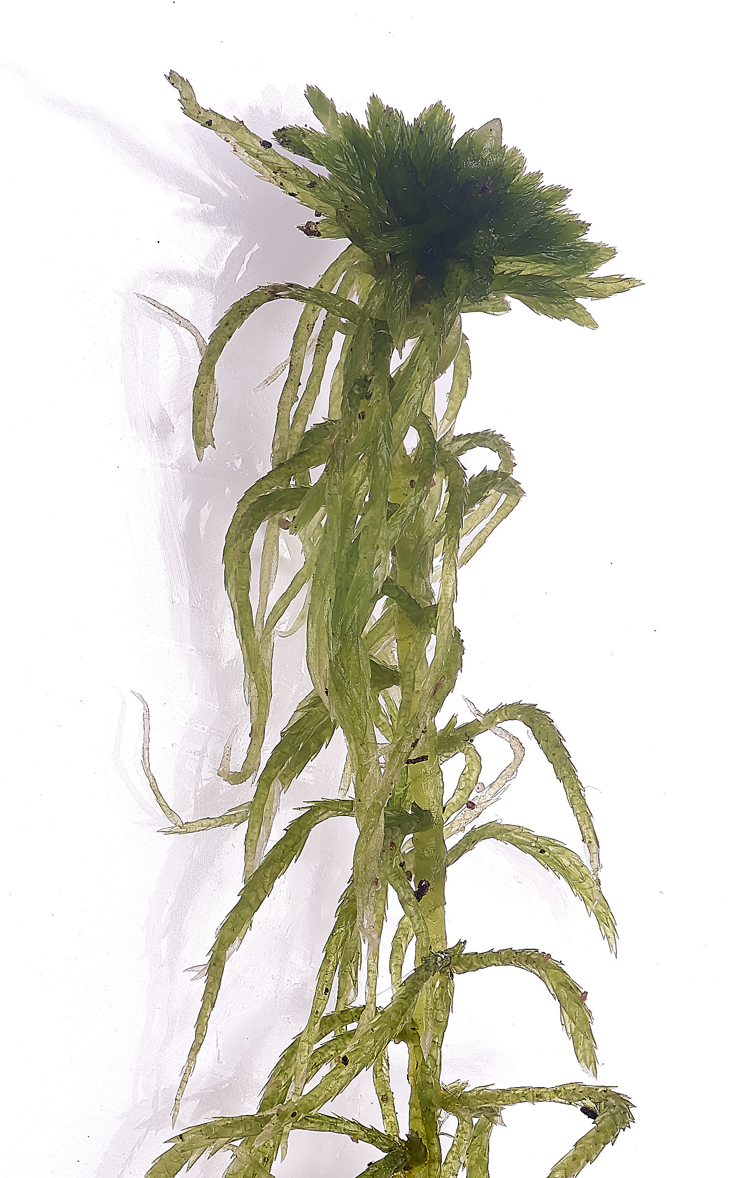 WaveneyForestSphagnumfimbriatum010226-6