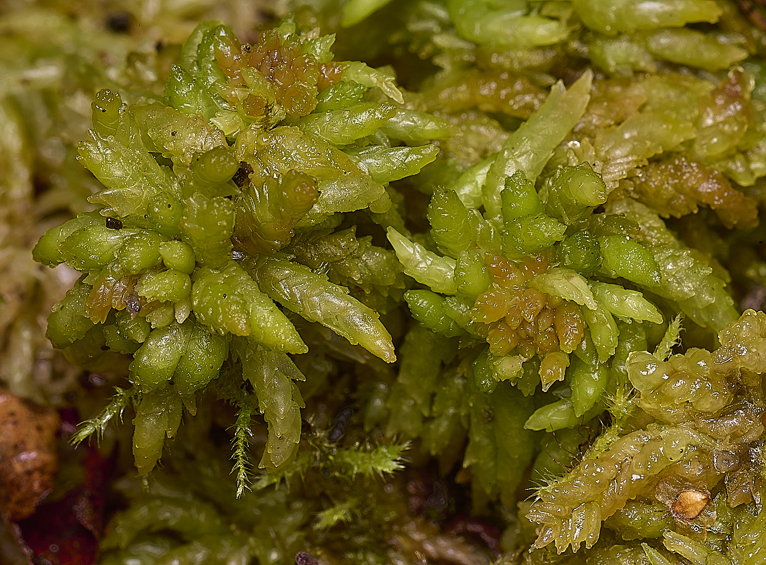 waveneyForestSphagnumpalustre010226-2