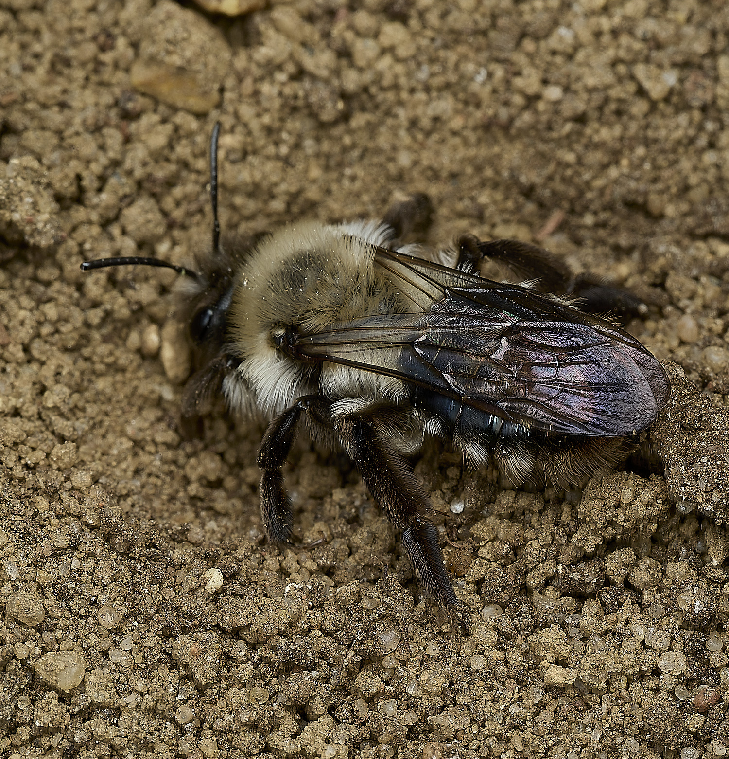 WeatPottergateGrey-backedMiningBee280326-1