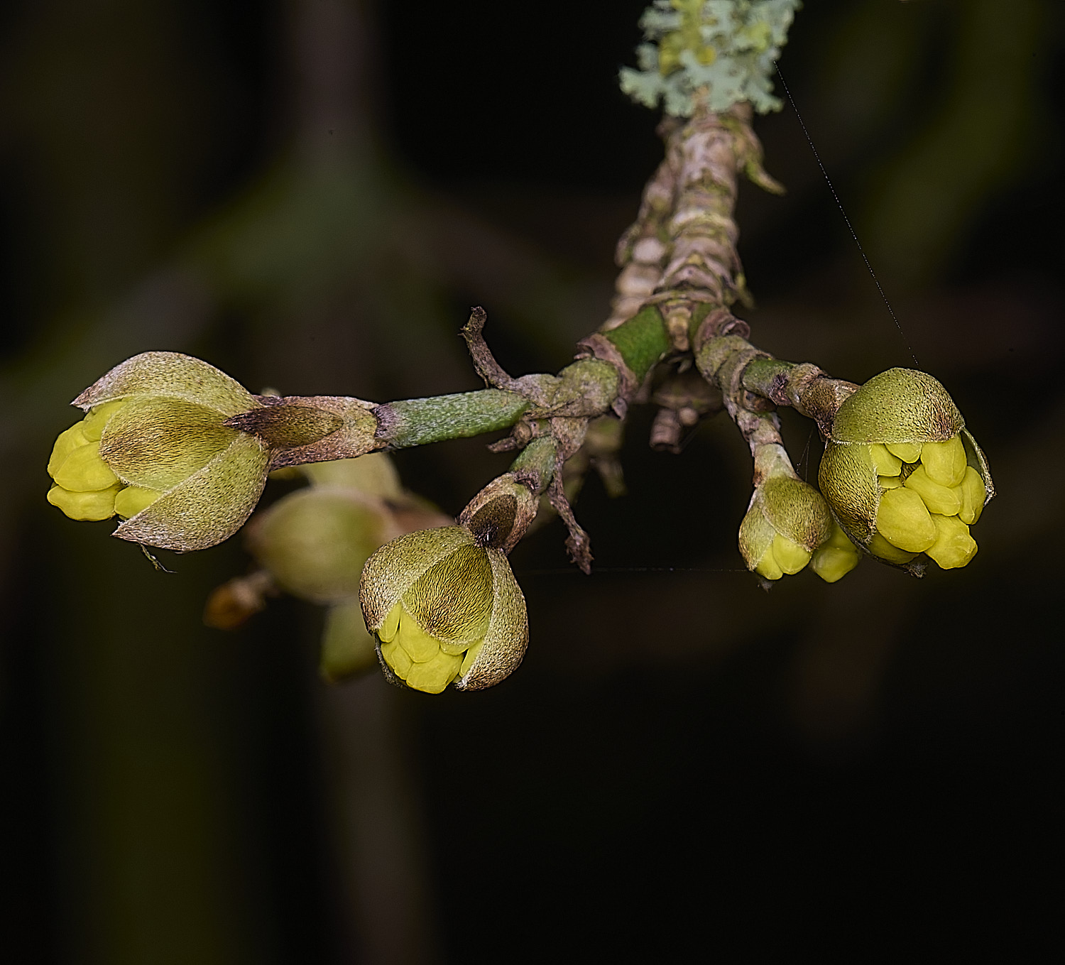 WestBeckhamCornusMas250126-1