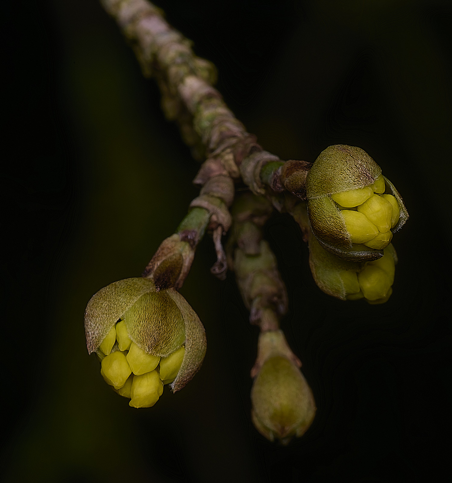 WestBeckhamCornusMas250126-2