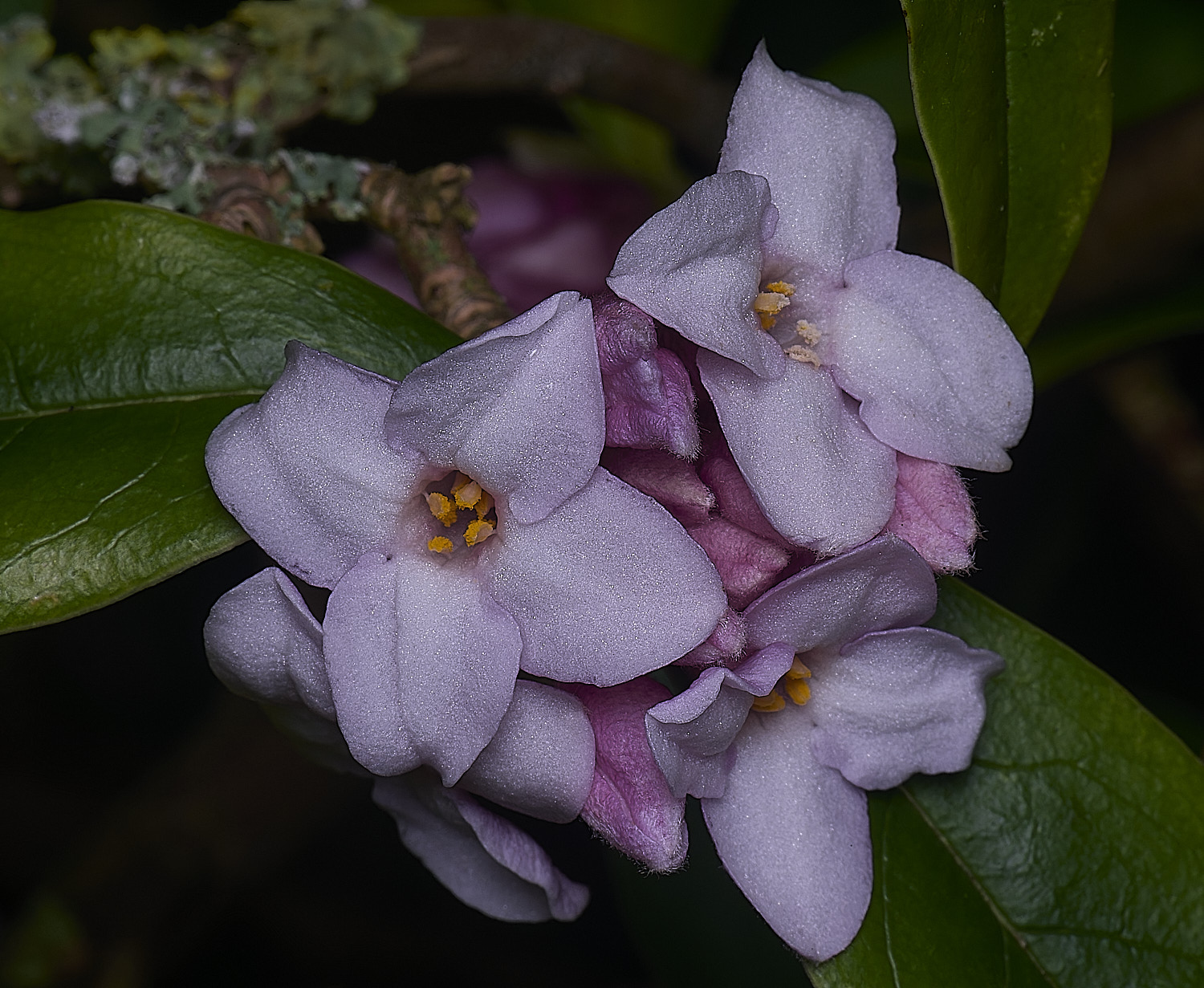 WestBeckhamDaphneJaquelinePostil250126-1