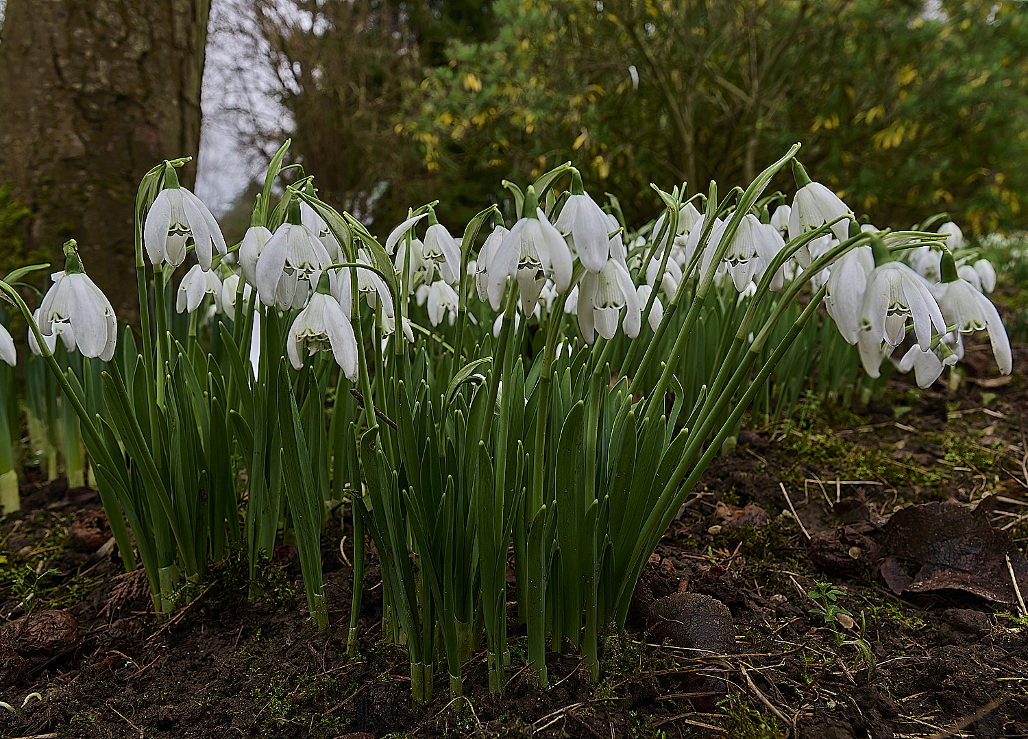 WestBeckhamGDionysys250126-0