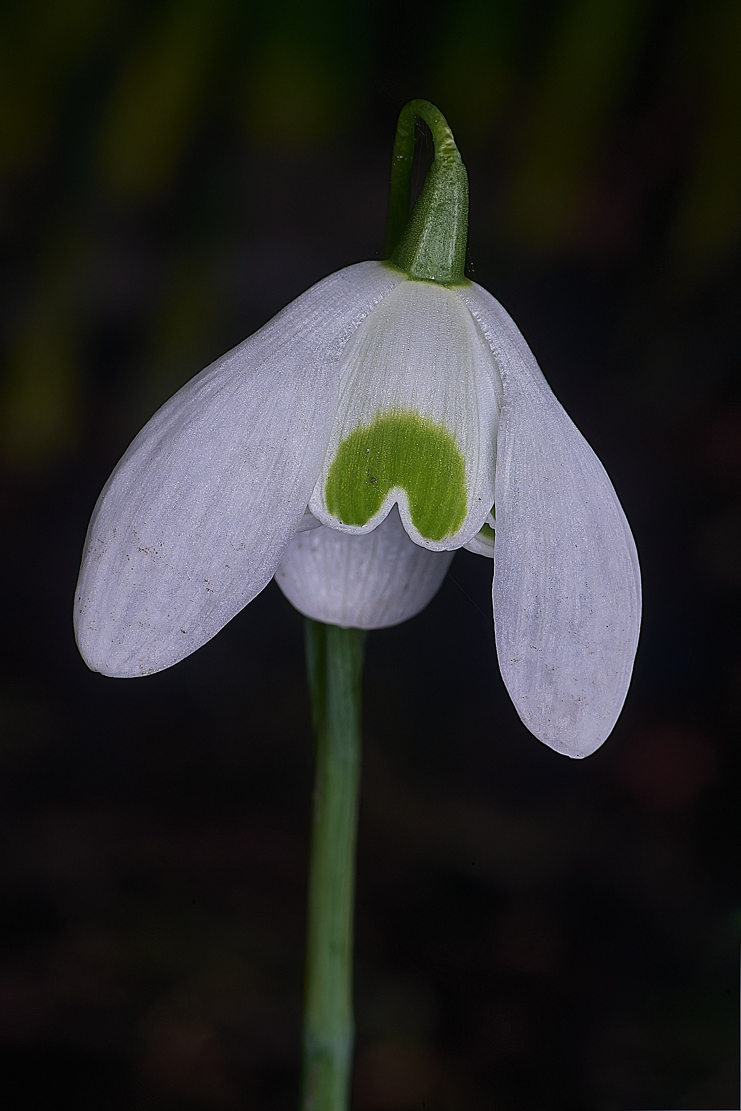 WestBeckhamGDionysys250126-2