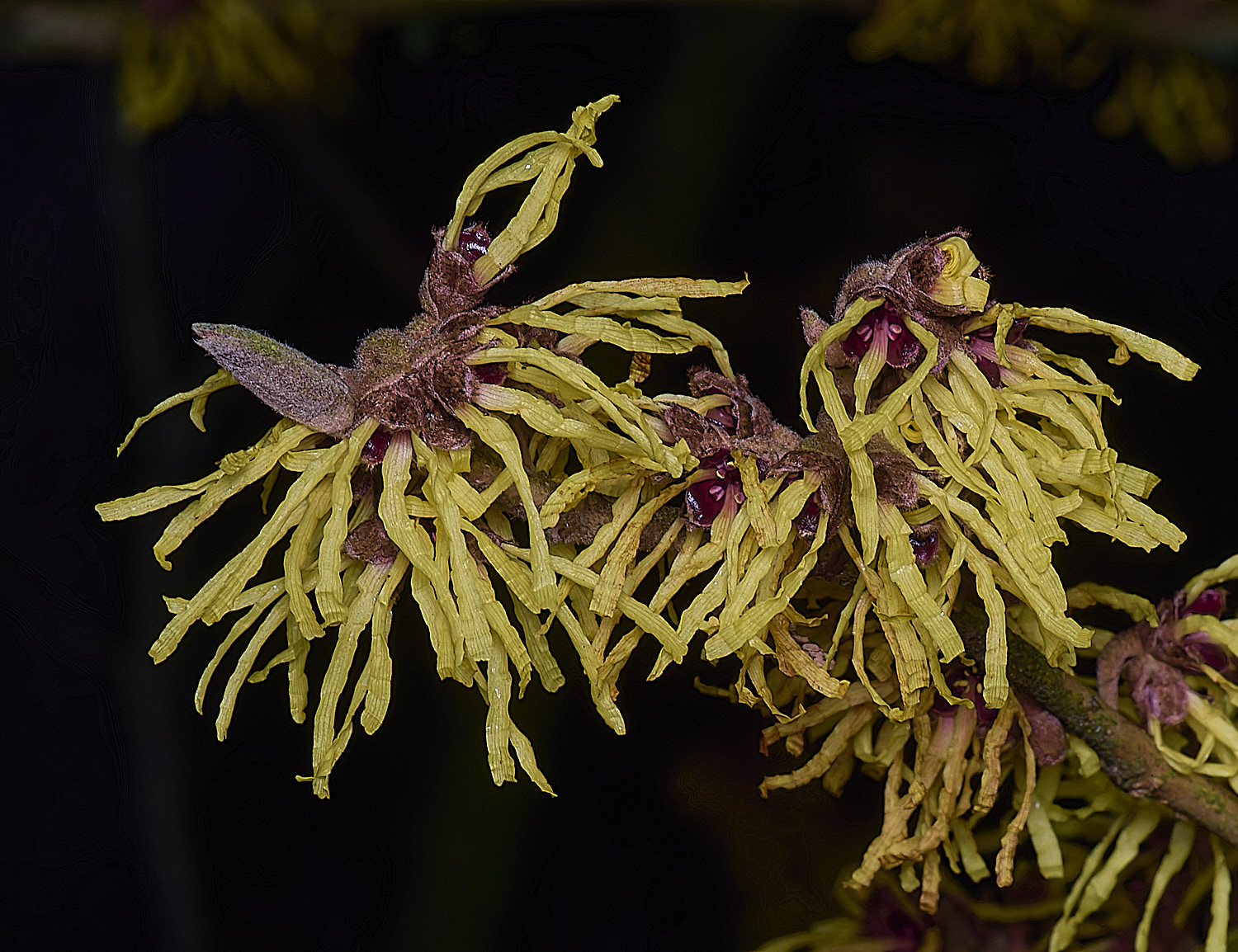 WestBeckhamHamamelisPallida250126-3