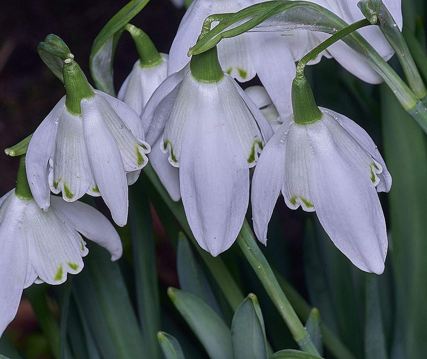 WestBeckhamLadyBeatrixStanley250126-2