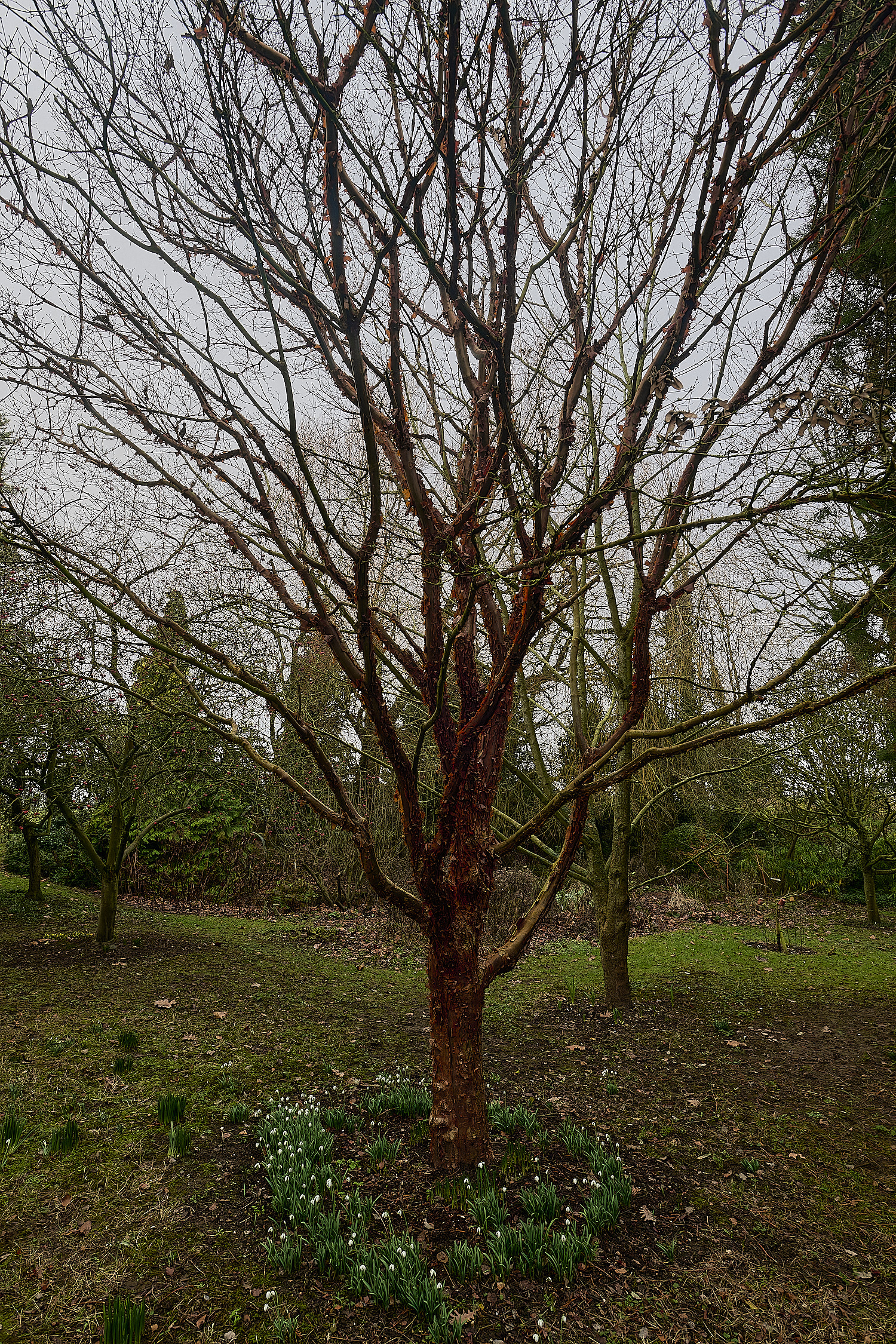 WestBeckhamPaperBarkMaple250126-1