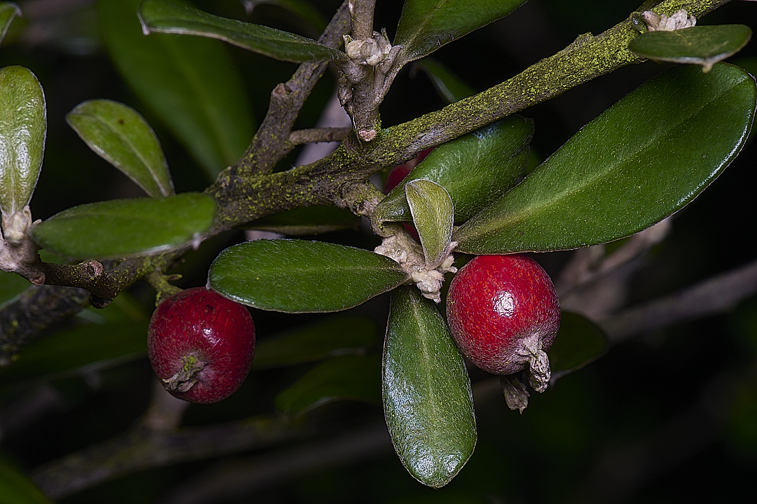 WestBeckhamWireNettingBush250126-2