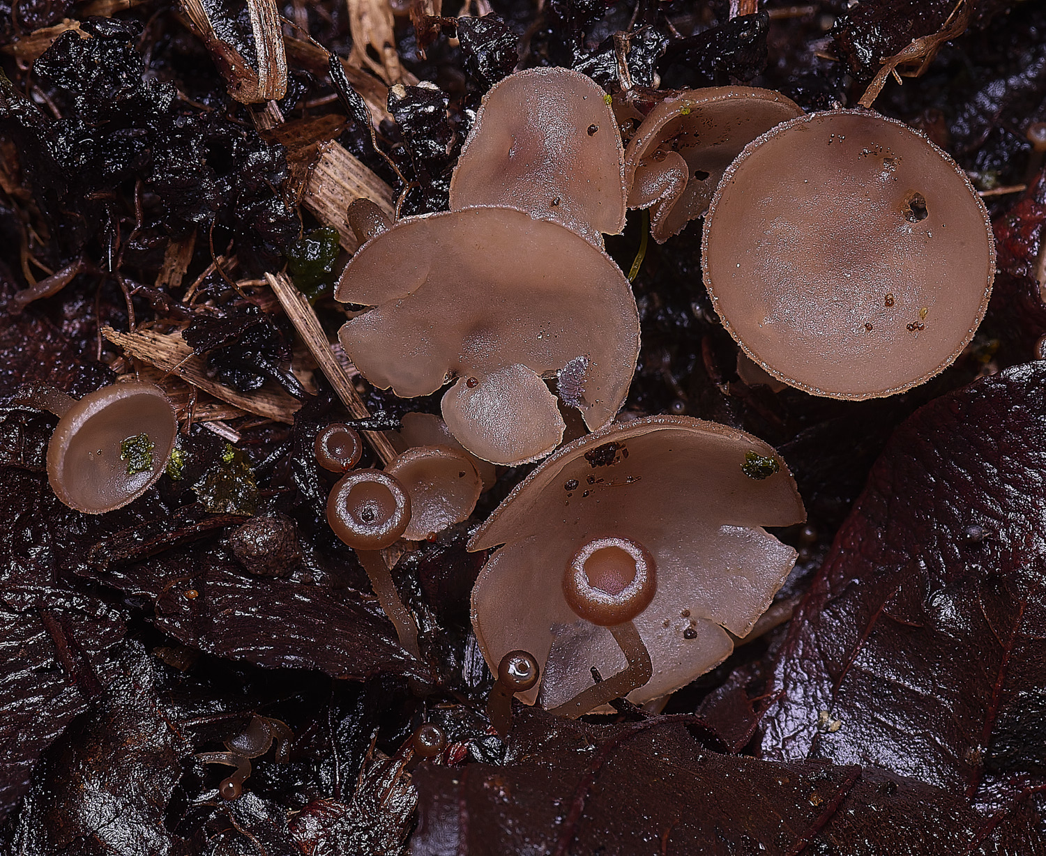 WheatfenAlderGoblet100226-1