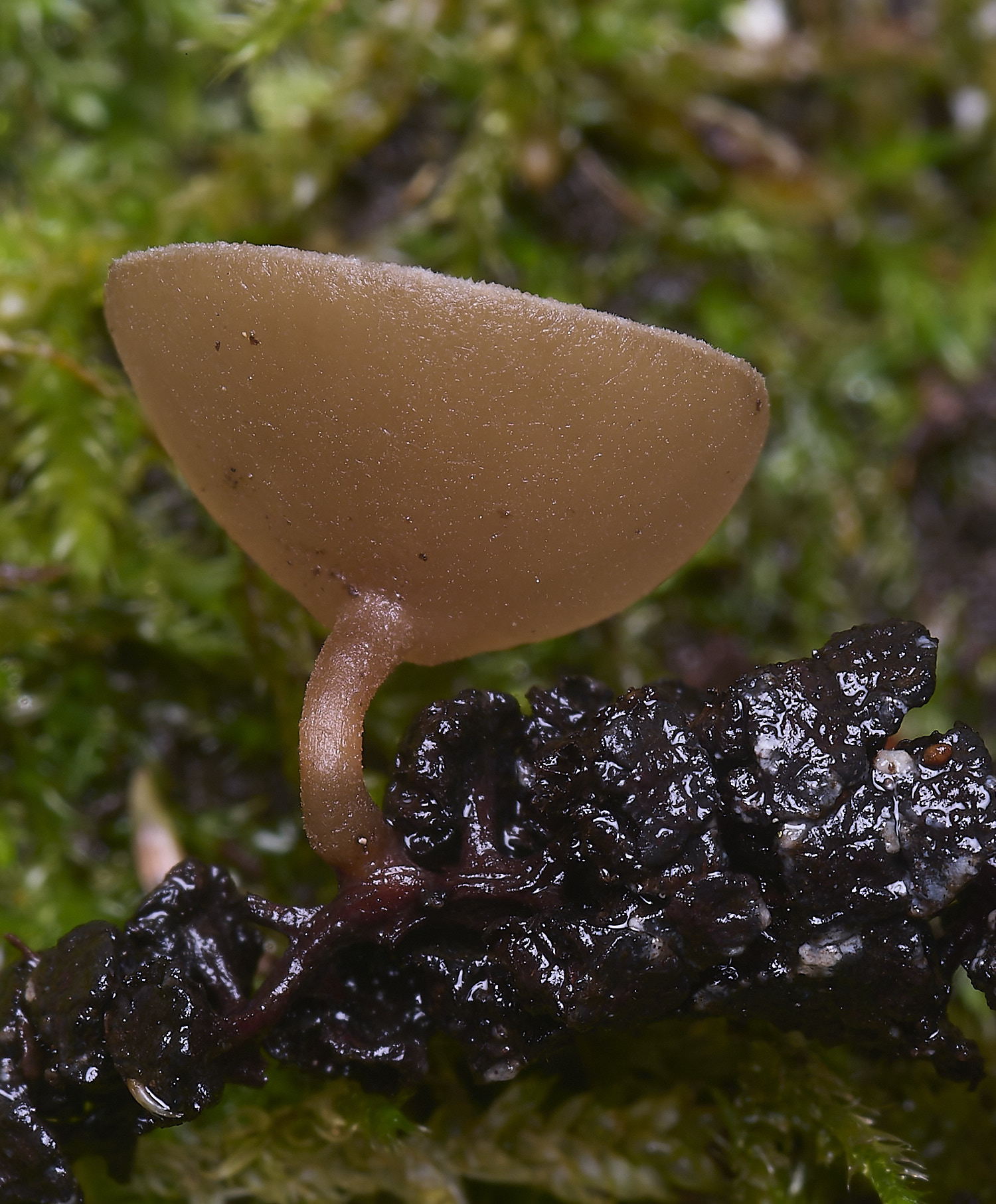 WheatfenAlderGoblet100226-4