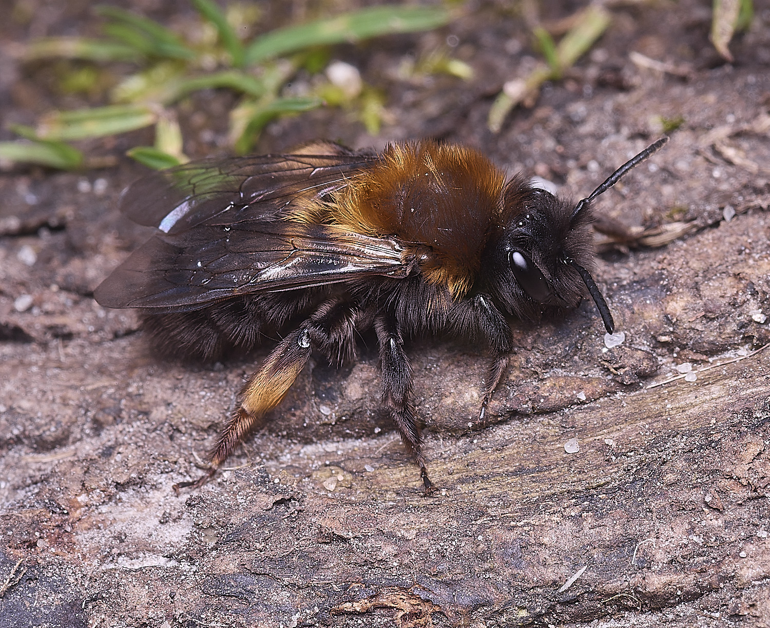 WheatfenClake&#39;sMiningBee100326-19