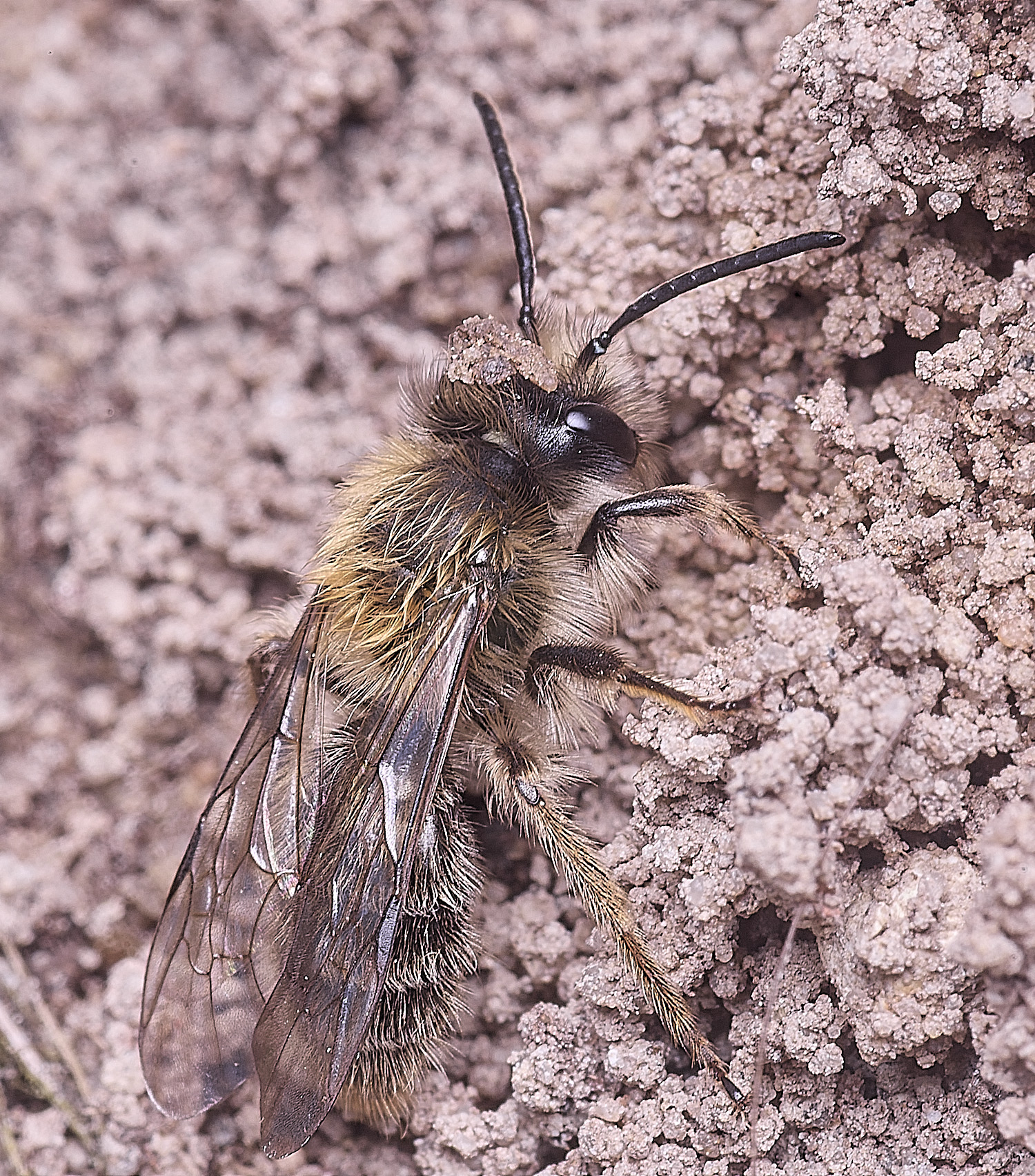 WheatfenClake&#39;sMiningBee100326-2