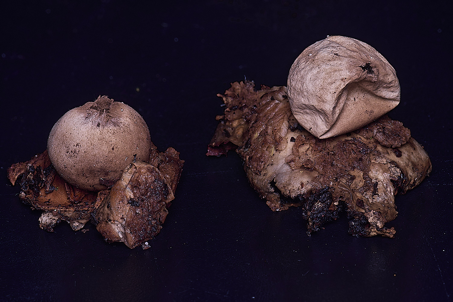 WheatfenGrufescens130126-11