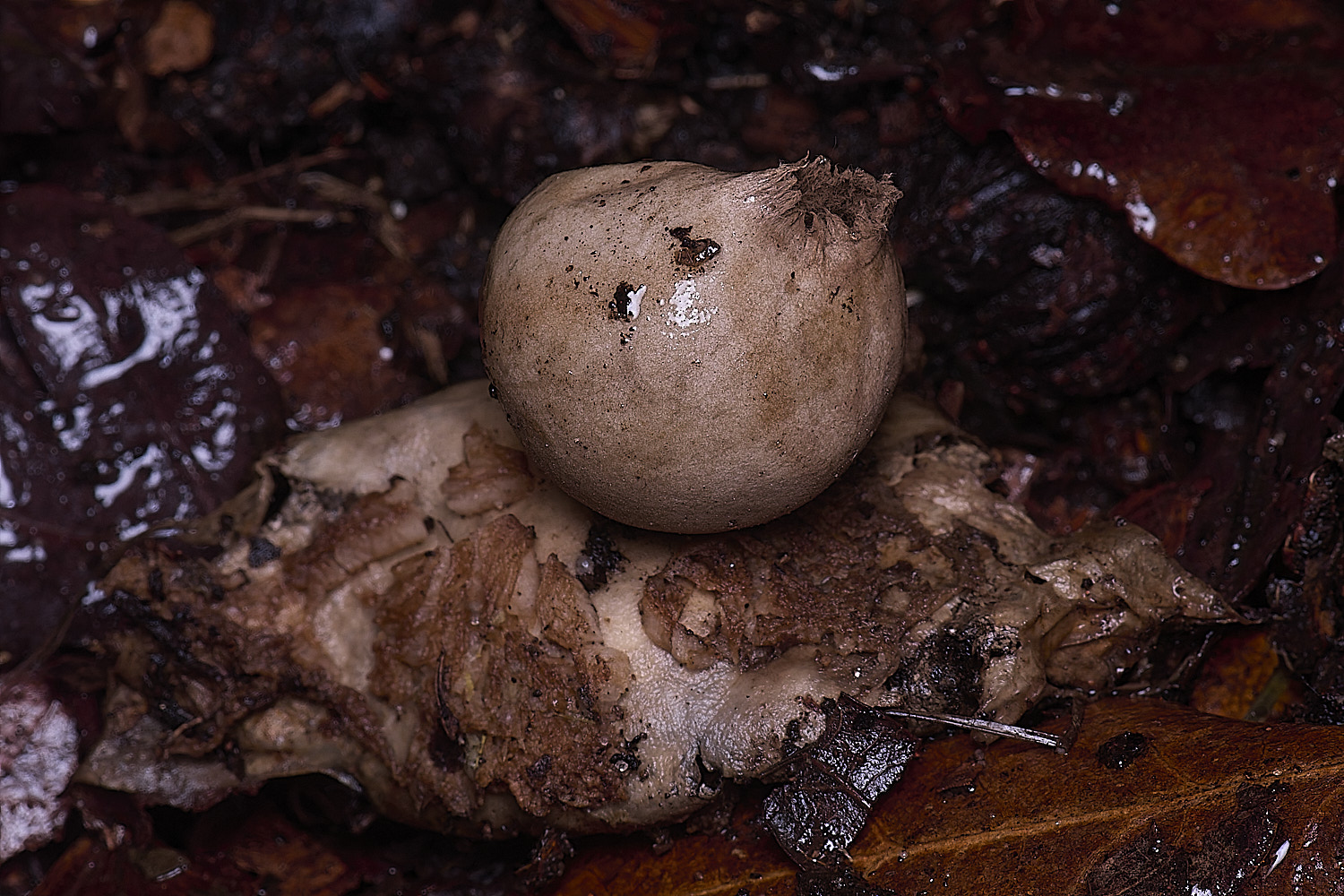 WheatfenGrufescens130126-2