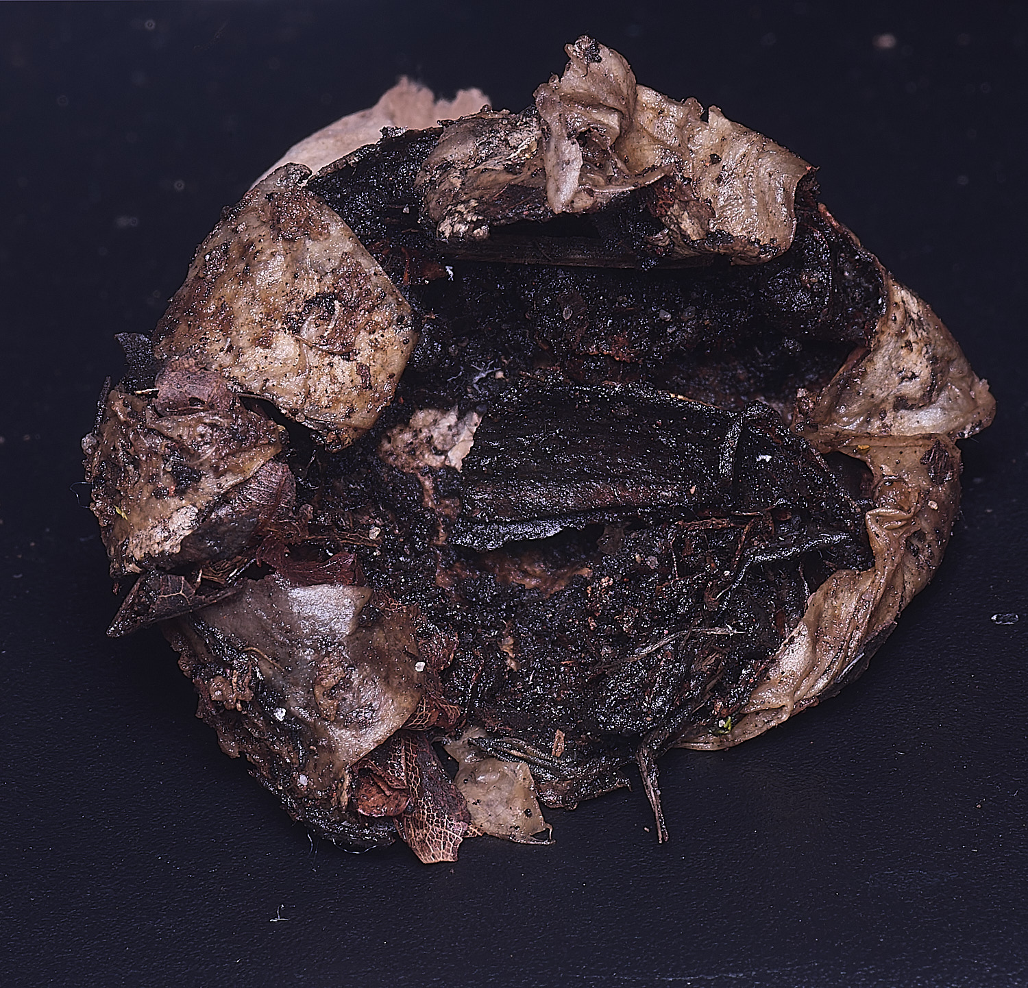 WheatfenGrufescens130126-4