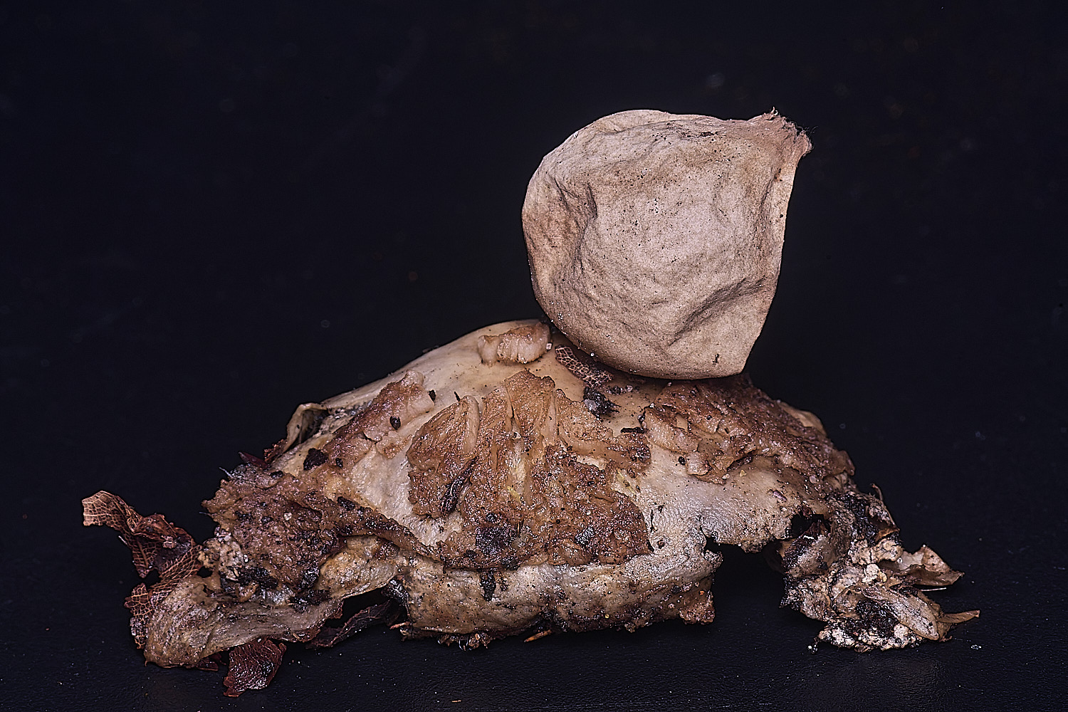 WheatfenGrufescens130126-9