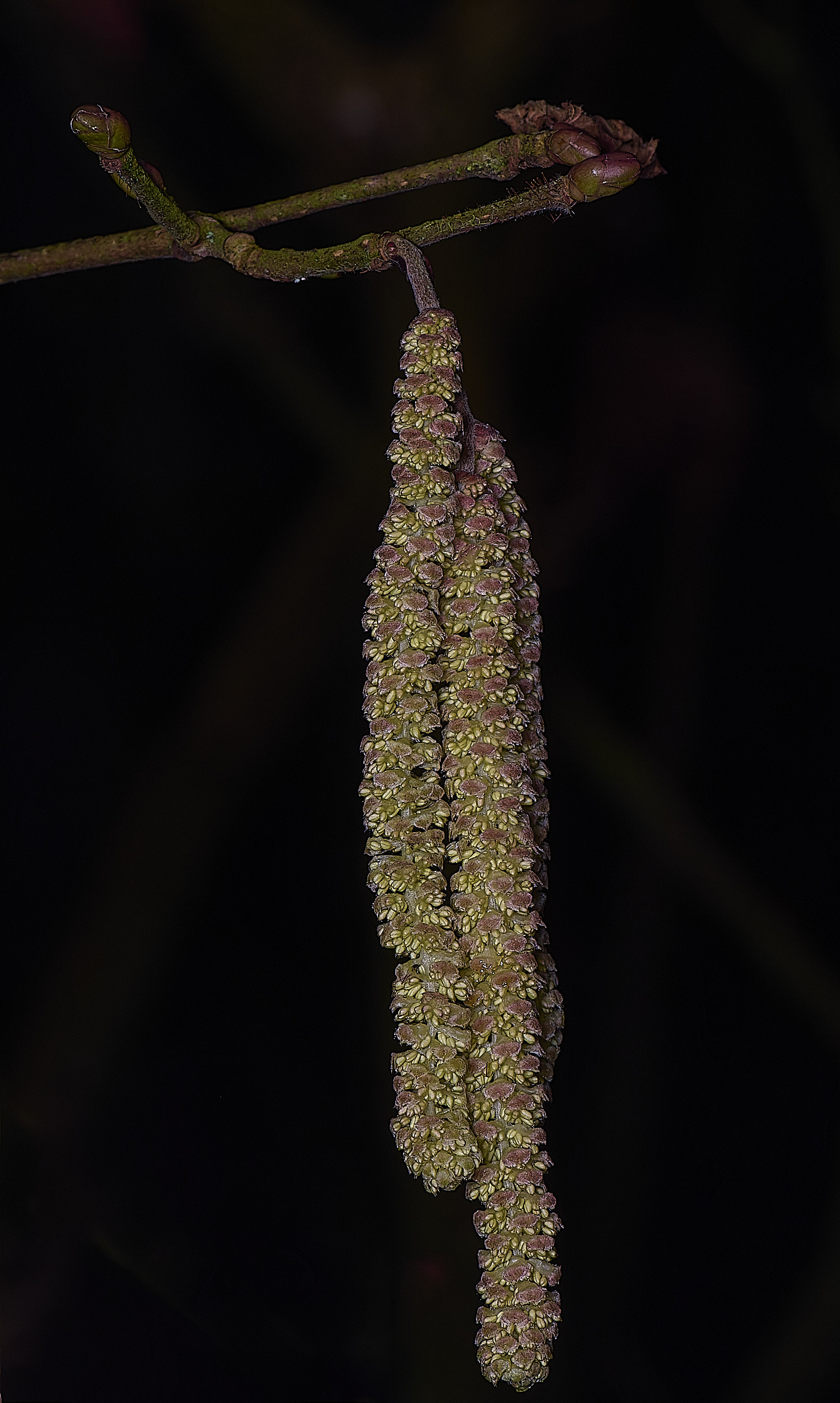 WheatfenHazel100226-1