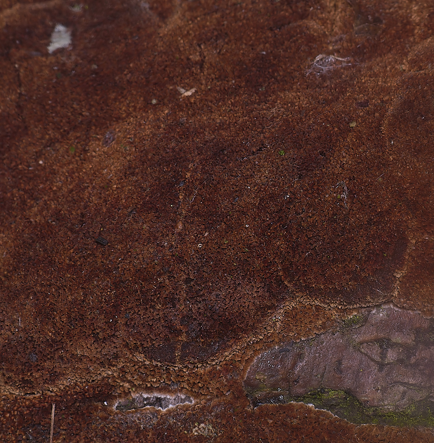 WheatfenResupinate130126-1