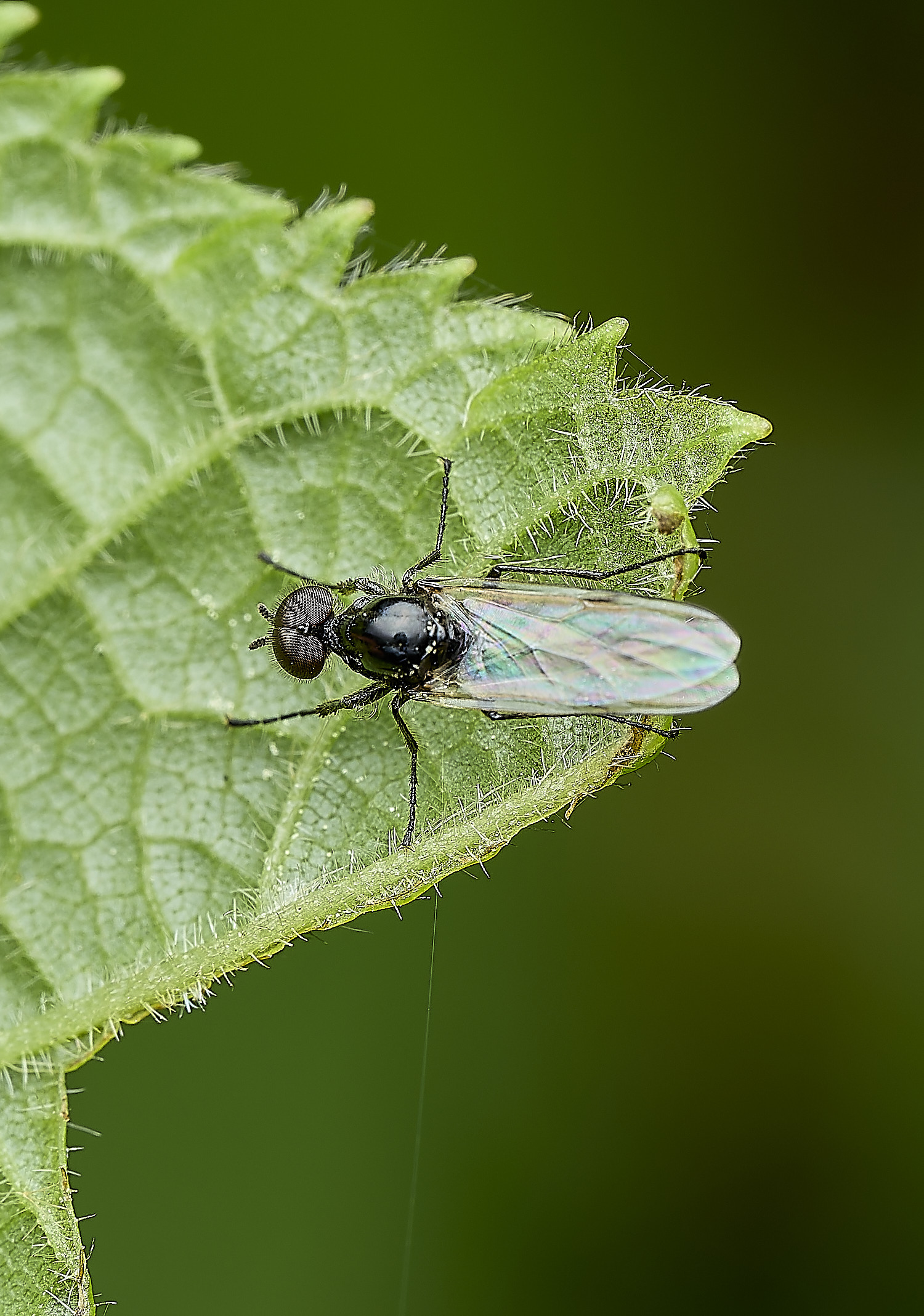 WhitlinghamFlySp180526-1