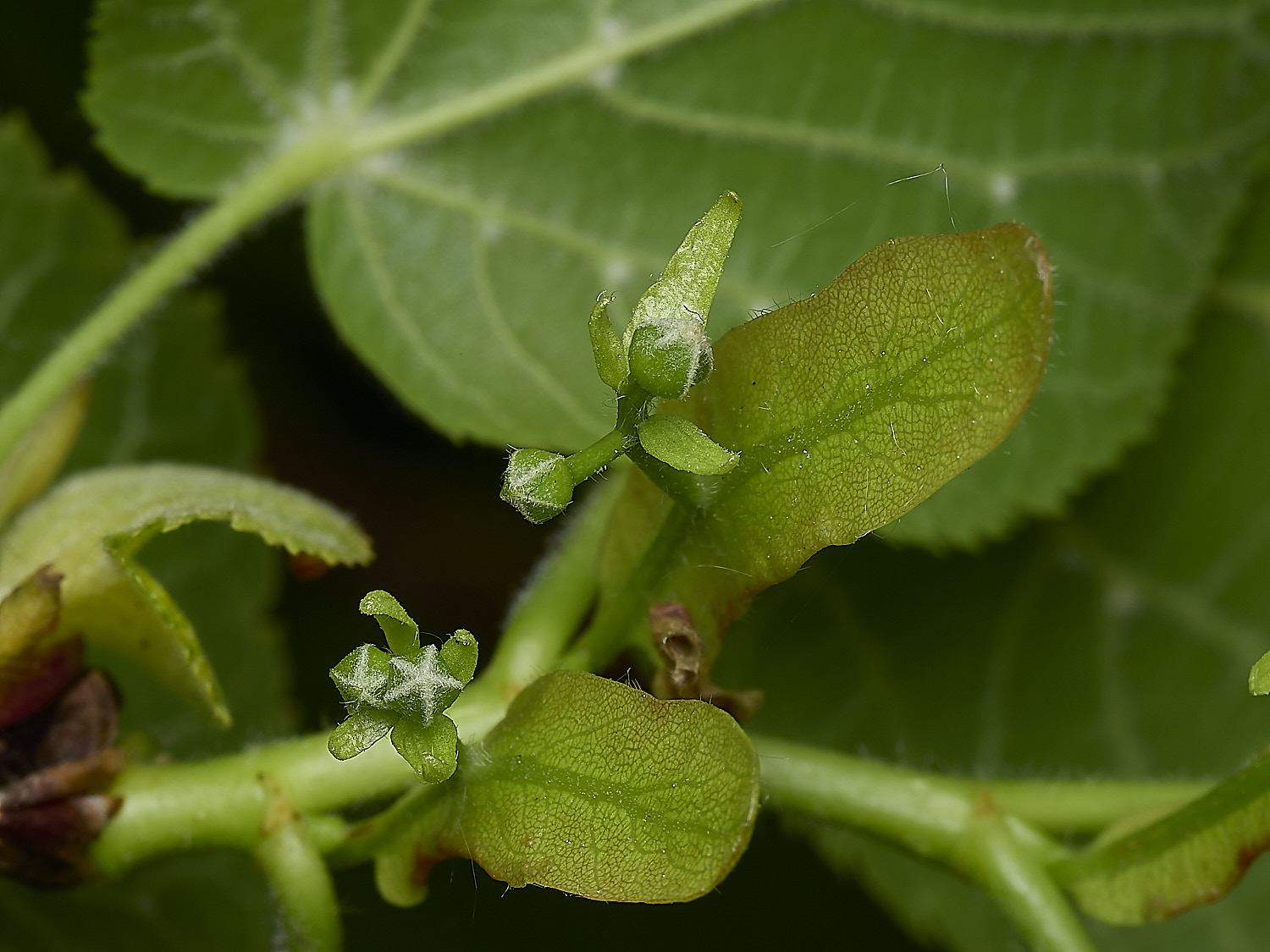 WhitlinghamLimeFlowers180526-1