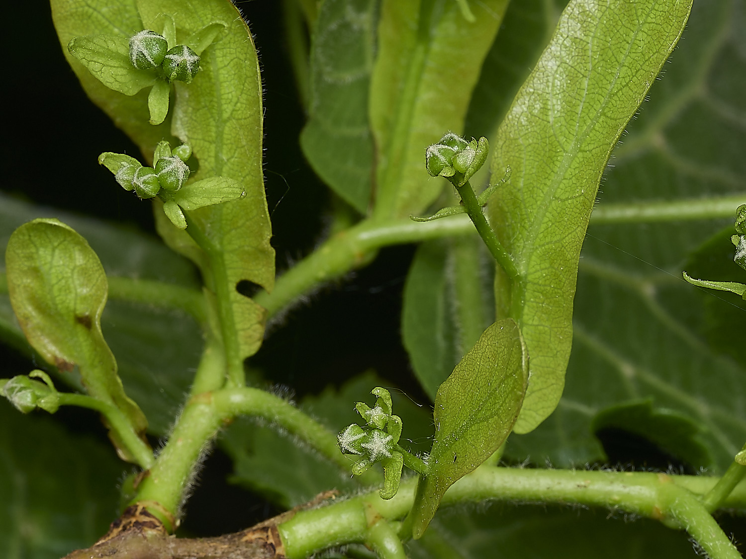 WhitlinghamLimeFlowers180526-3