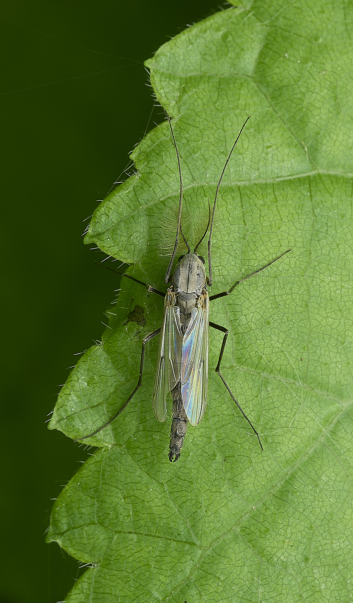 WhitlinghamMidge180526-