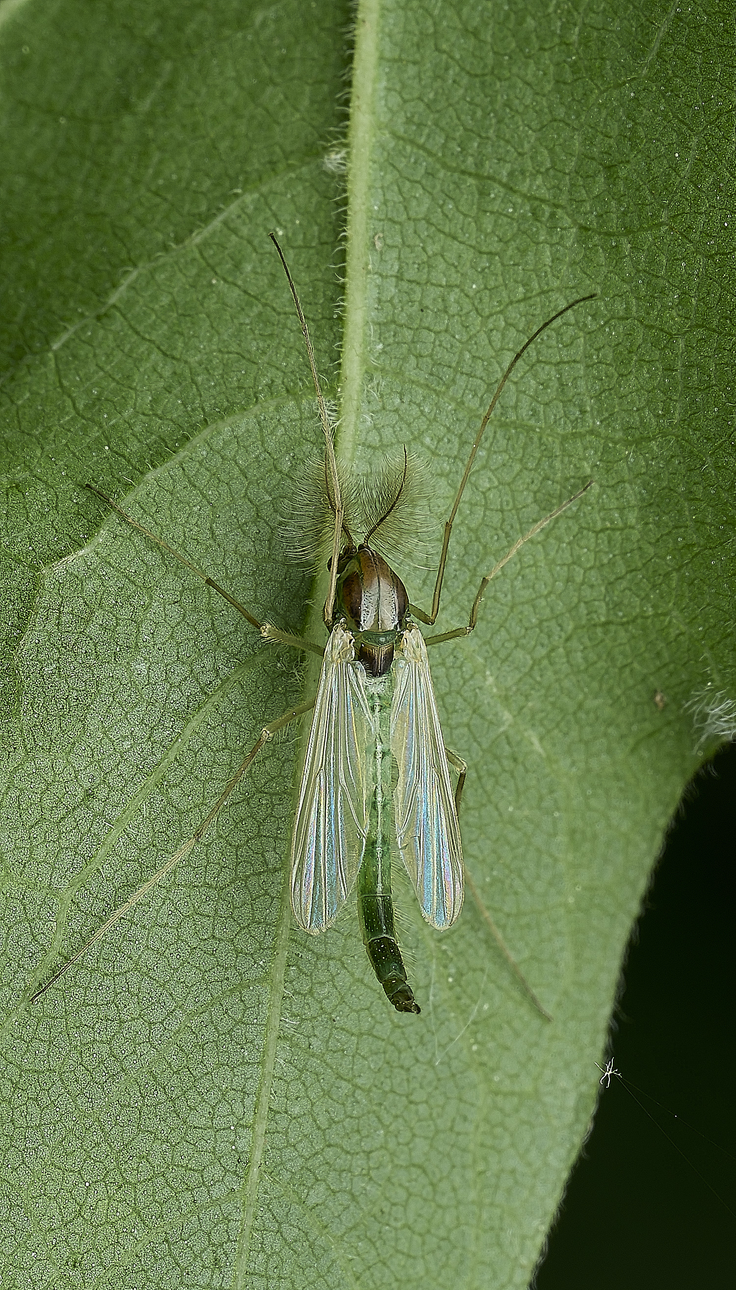 WhitlinghamMidge180526-4