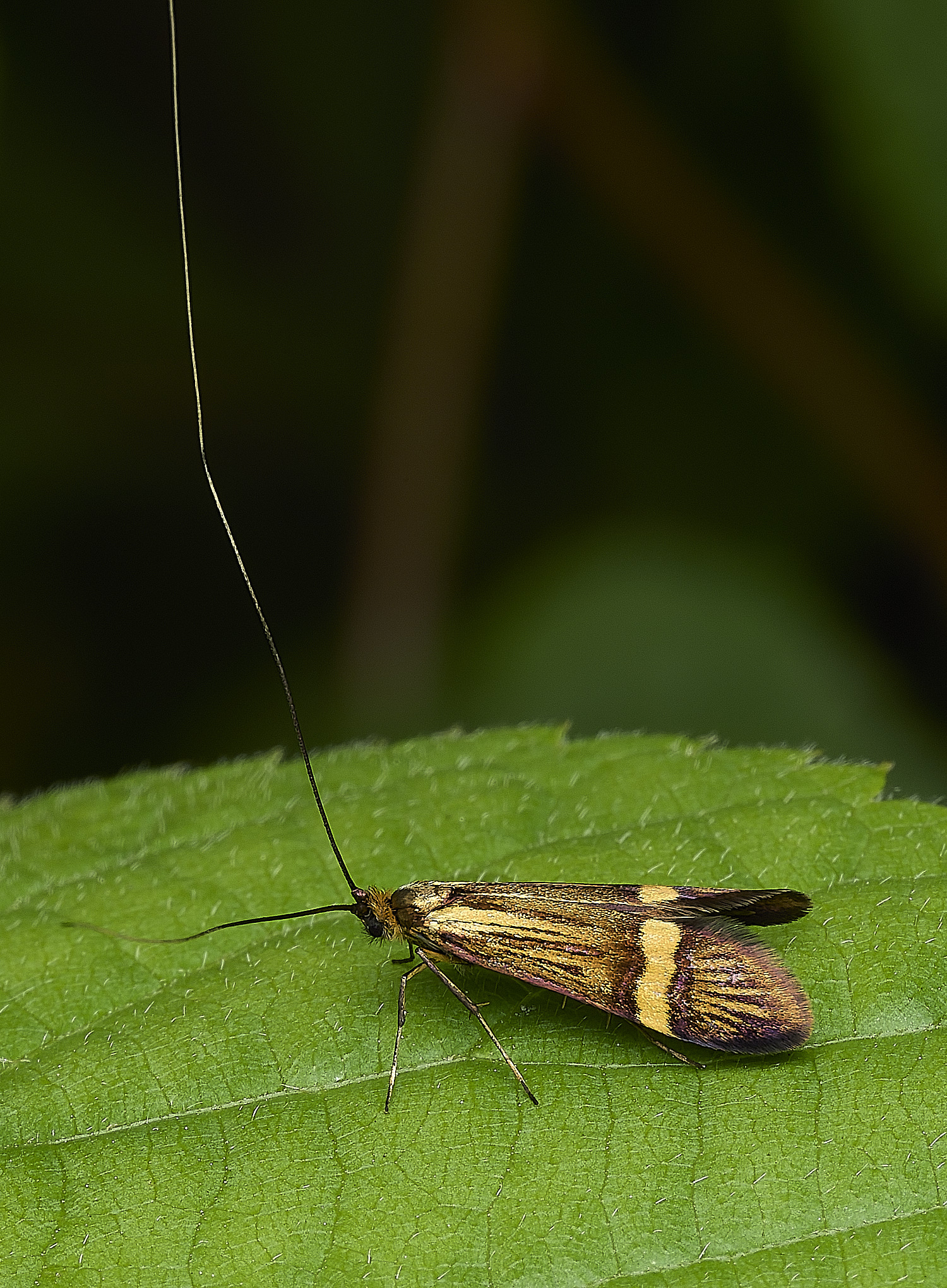 WhitlinghamMoth180526-1