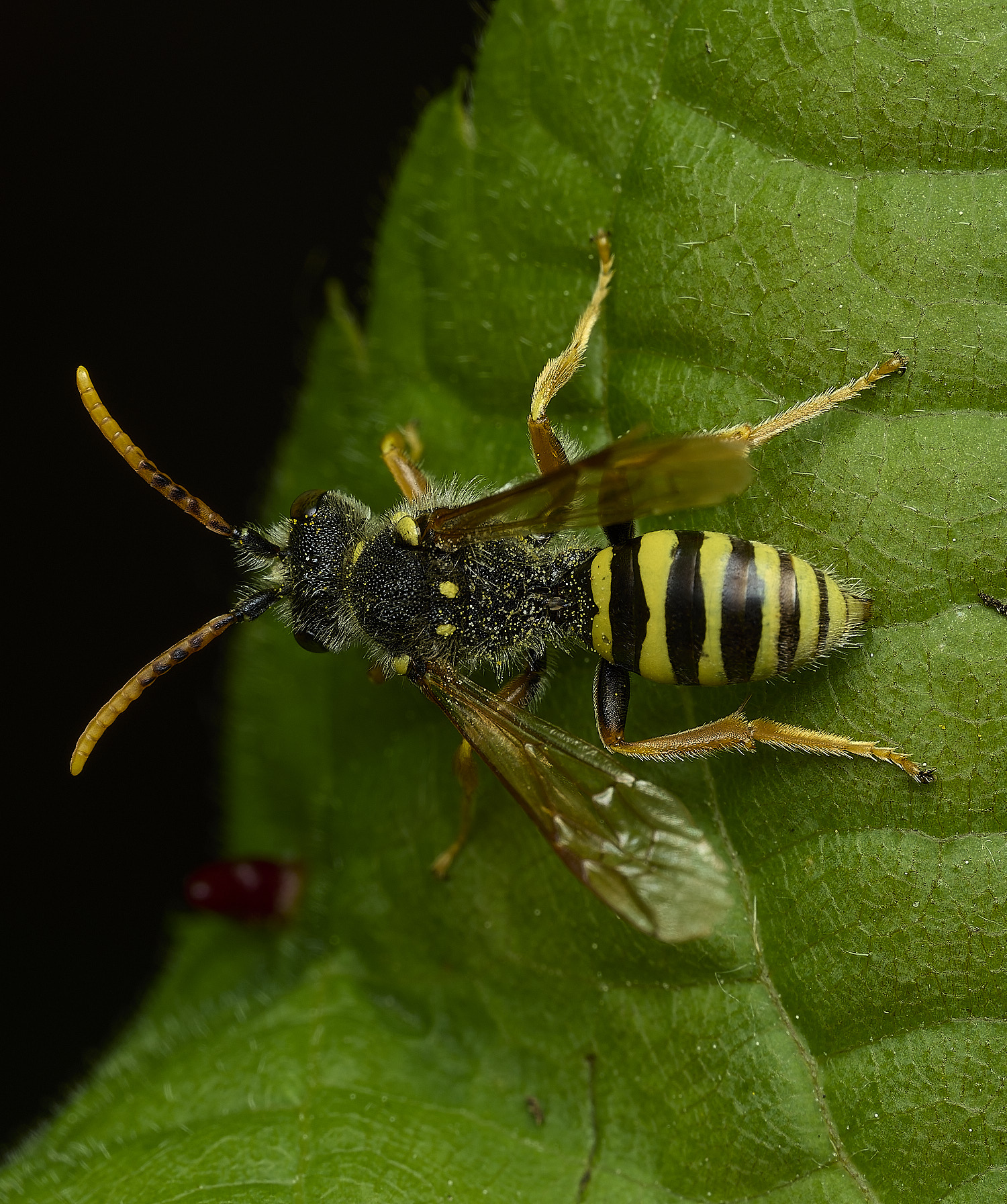 WhitlinghamNomada180526-1