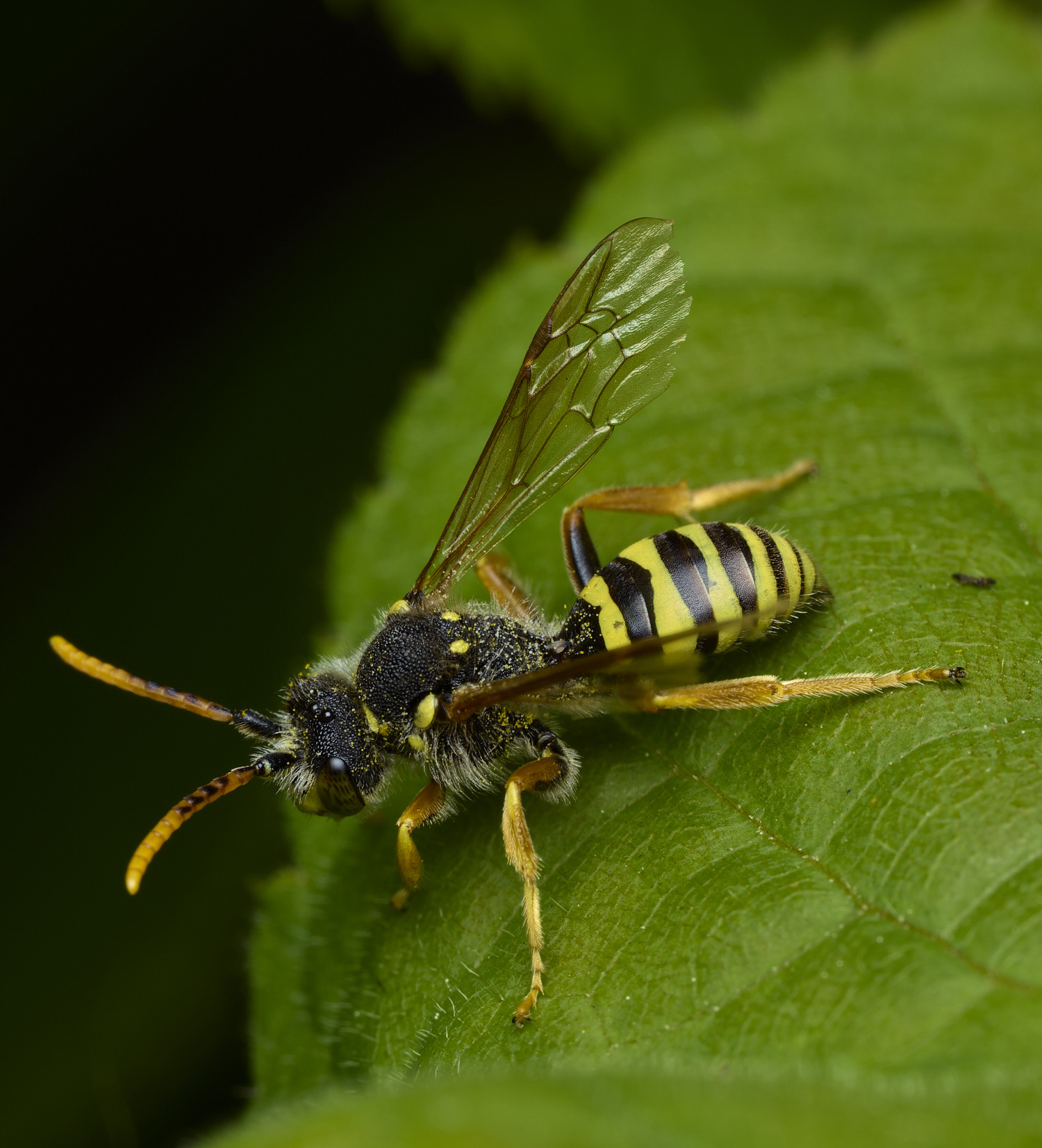 WhitlinghamNomada180526-3