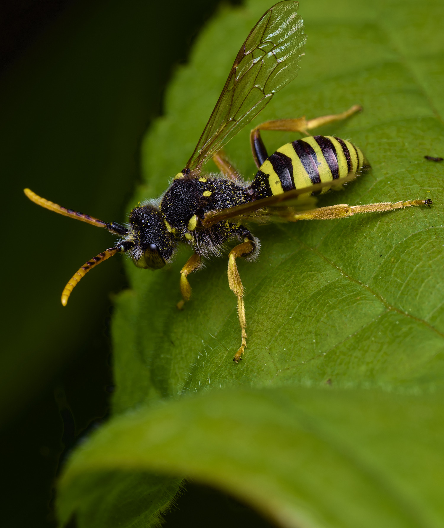 WhitlinghamNomada180526-2
