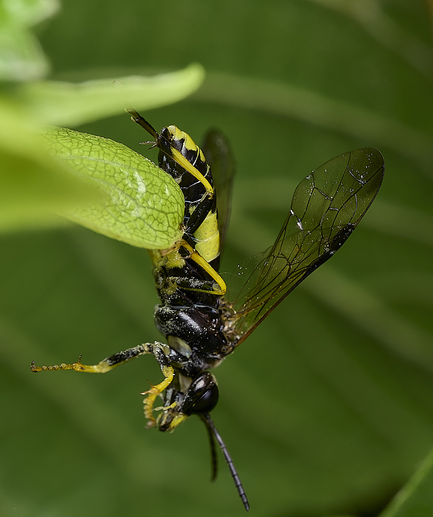 WhitlinghamSawfly180526-1