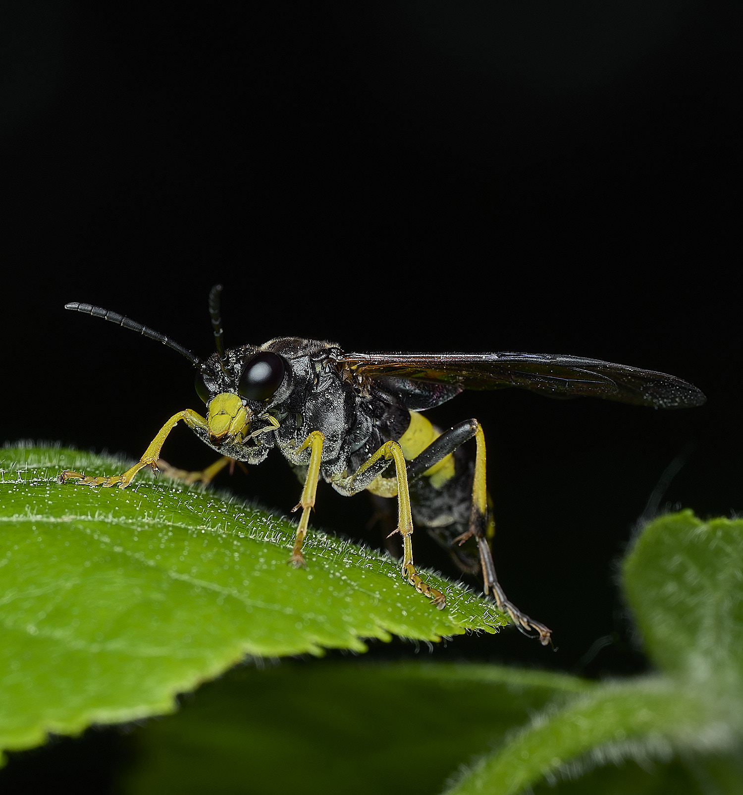 WhitlinghamSawfly180526-3