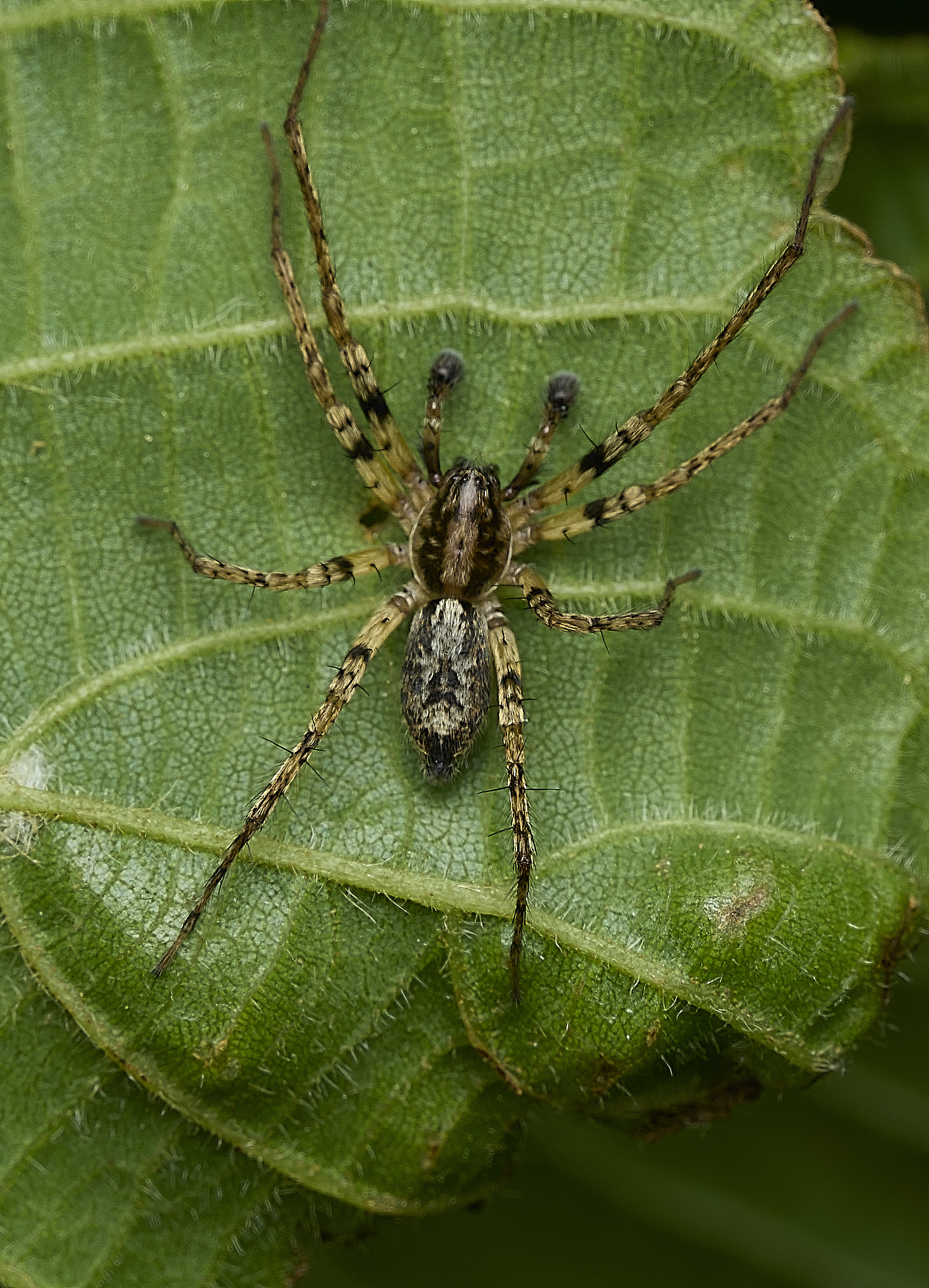 WhitlinghamSpiderSp180526-3