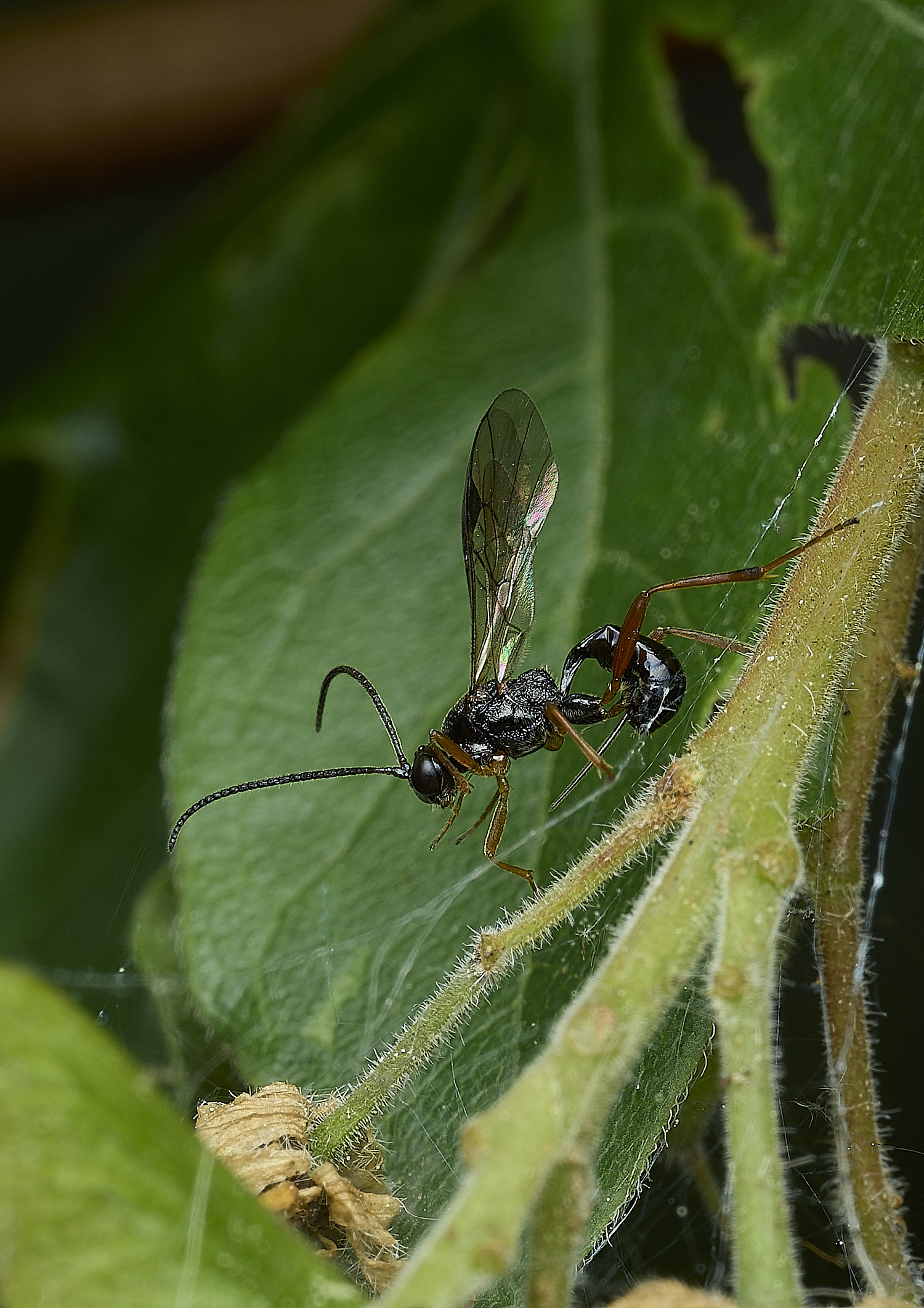 WhitlinghamWasp180526-1