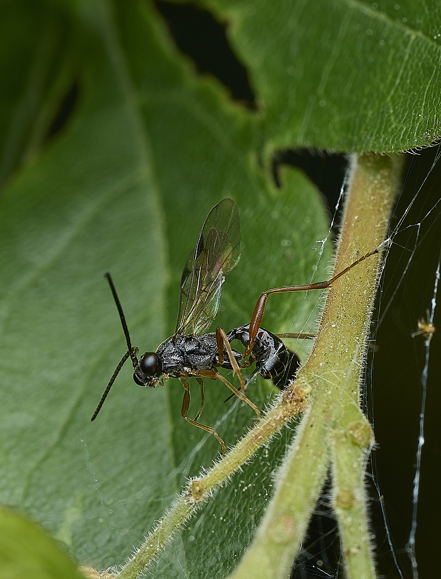 WhitlinghamWasp180526-2