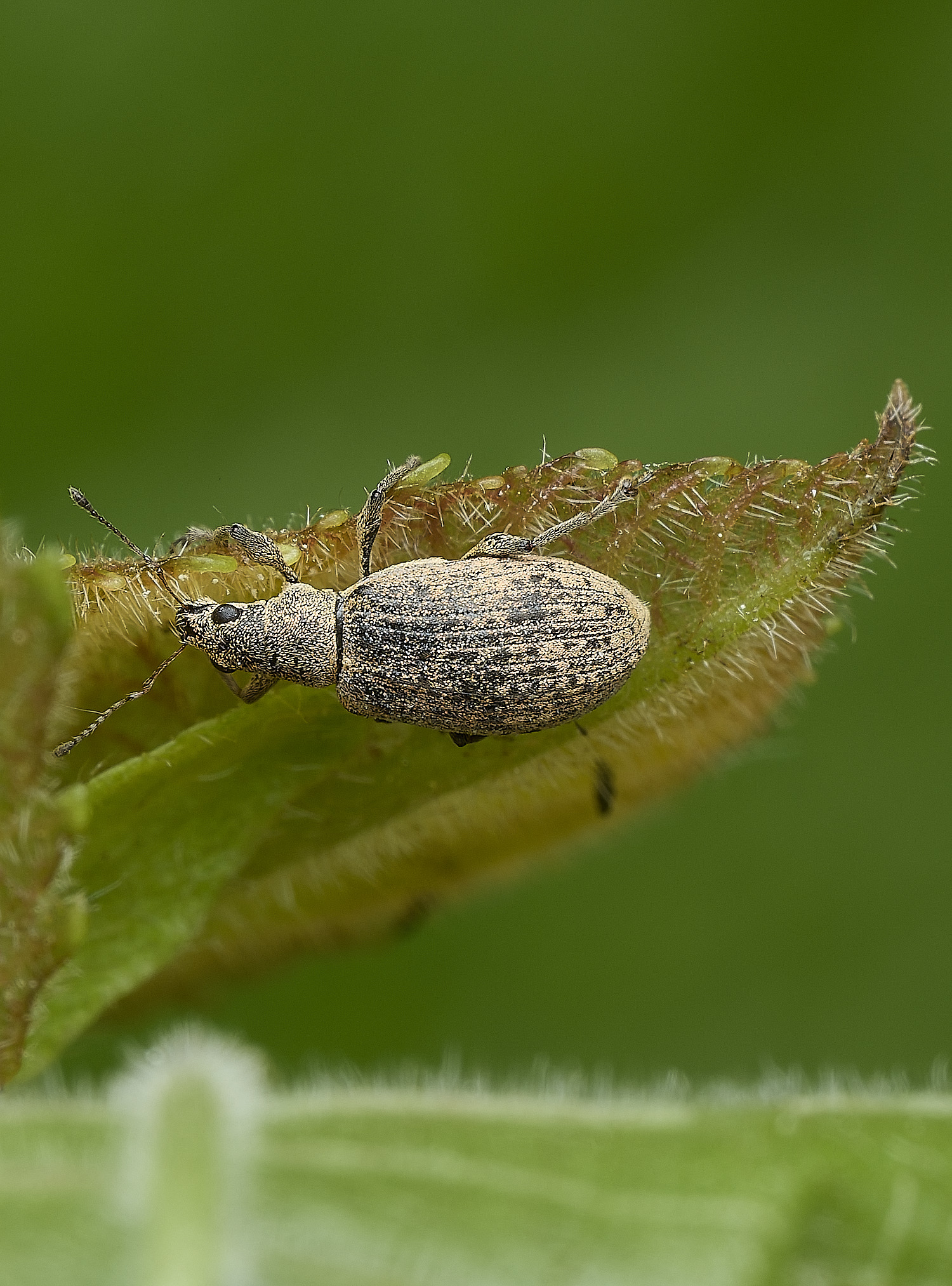 WhitlinghamWeevil180526-1