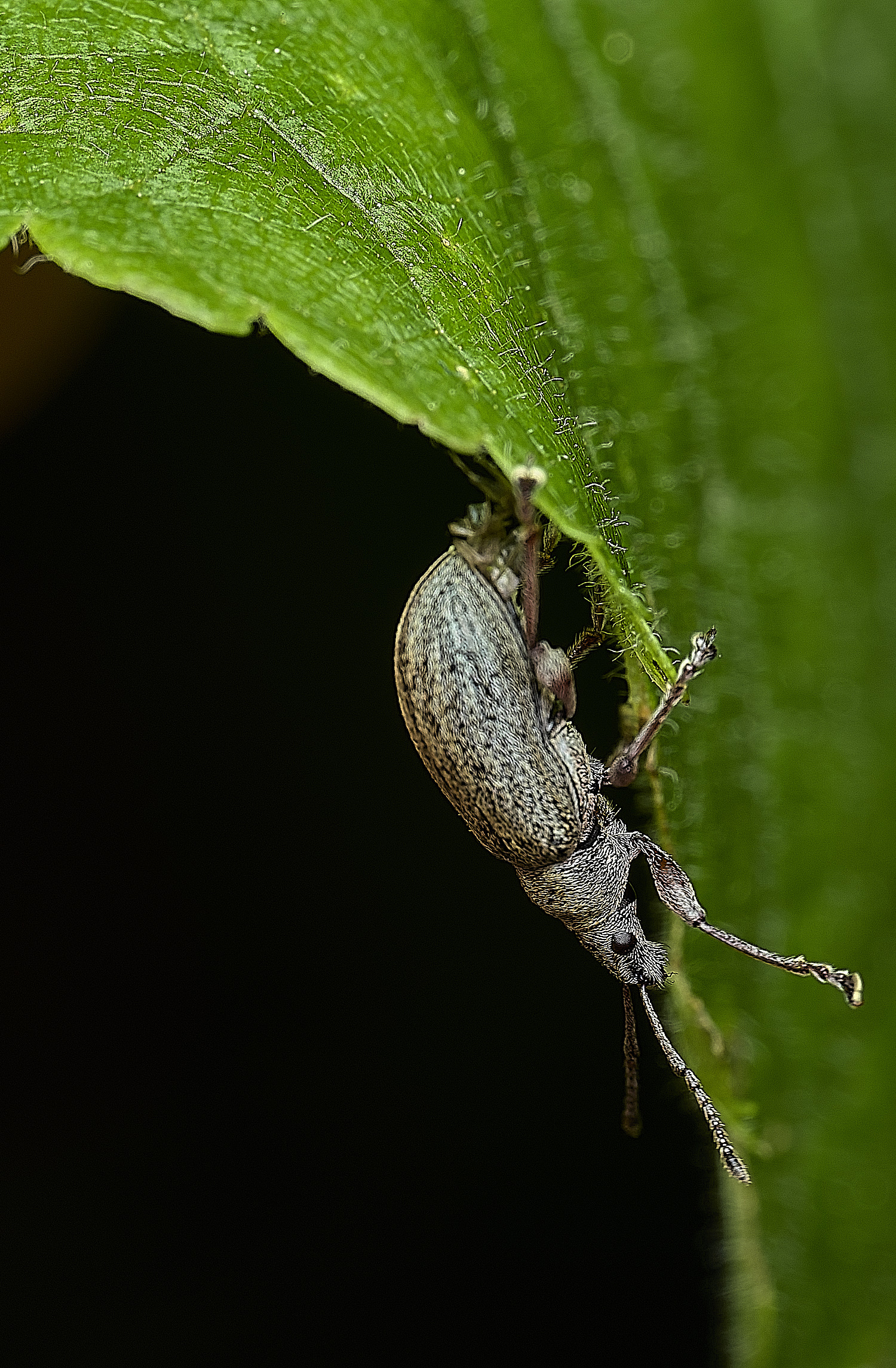WhitlinghamWeevil2180526-1