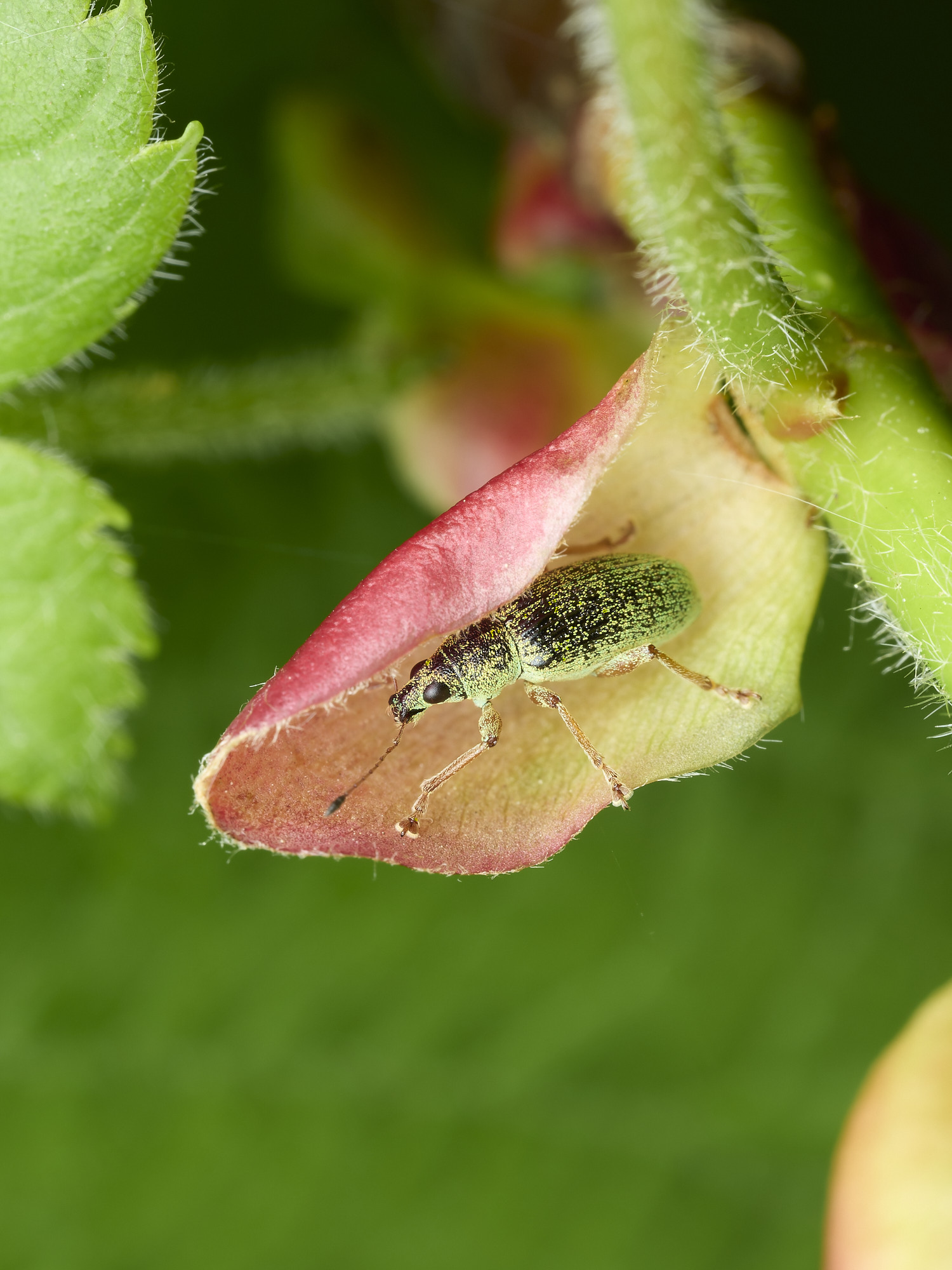 WhitlinghamWeevil3180526-1