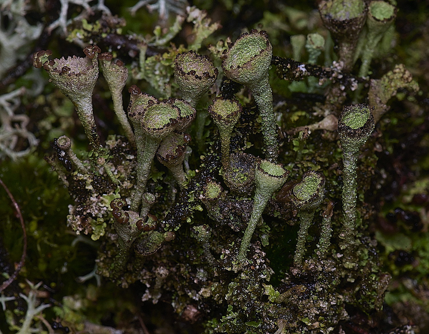 WintertonCladonia?120226-1