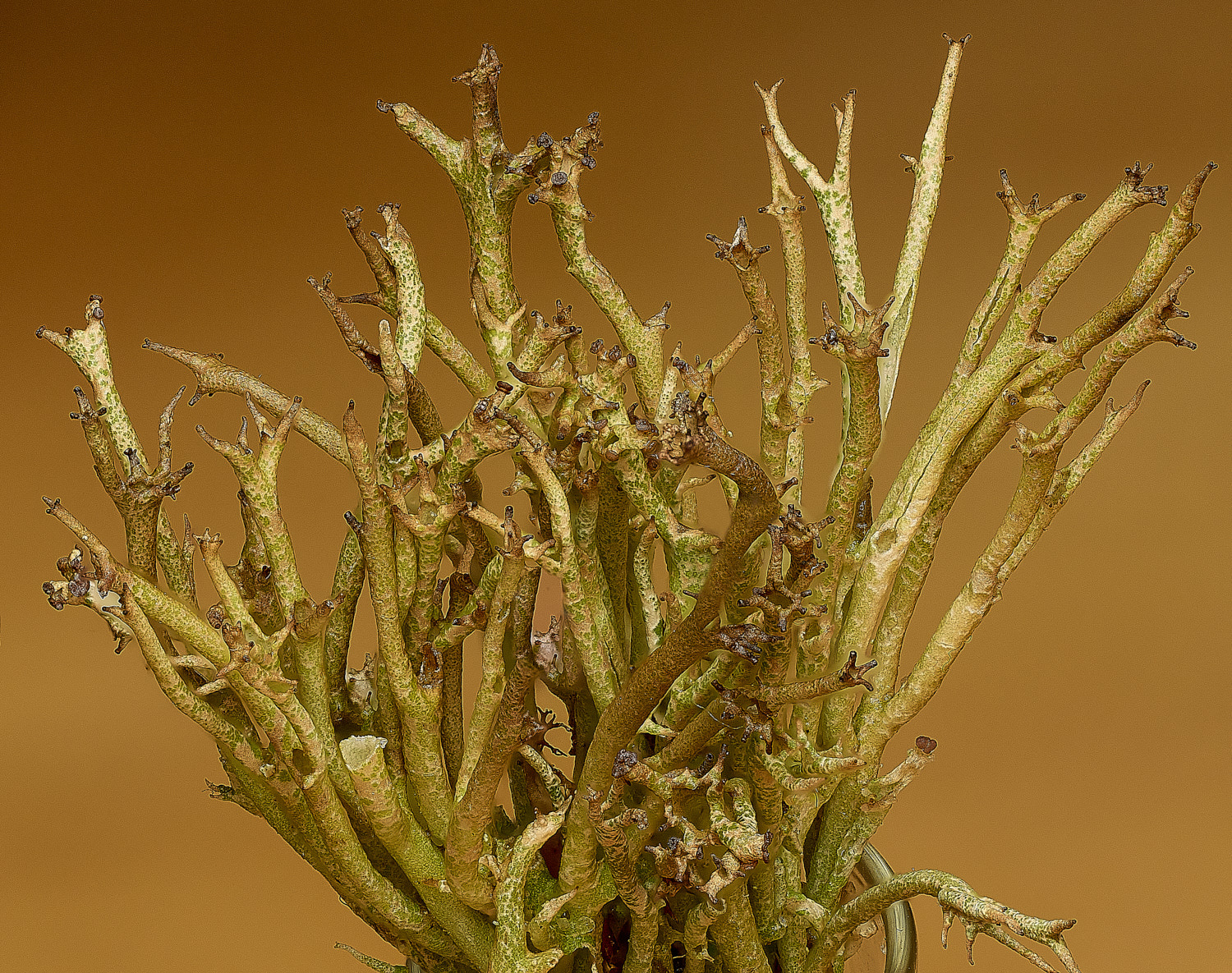 WintertonCladoniacrispata120226-1 4