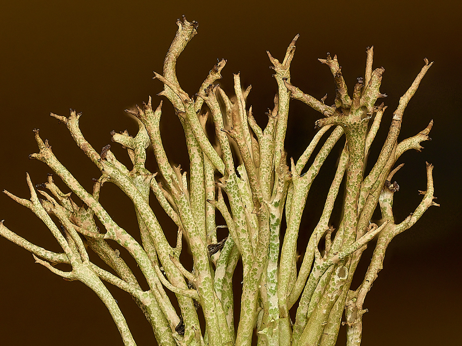 WintertonCladoniacrispata120226-2