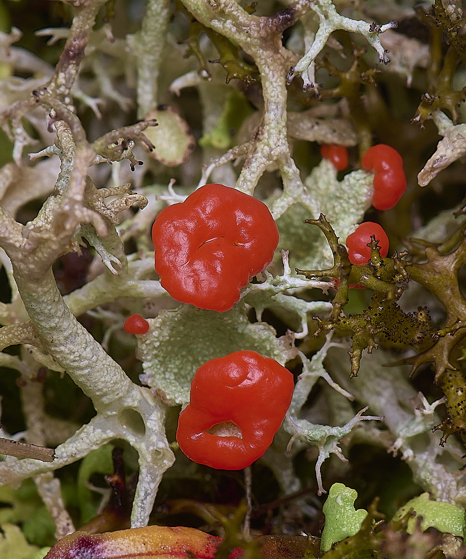 WintertonCladoniadiversa120226-1
