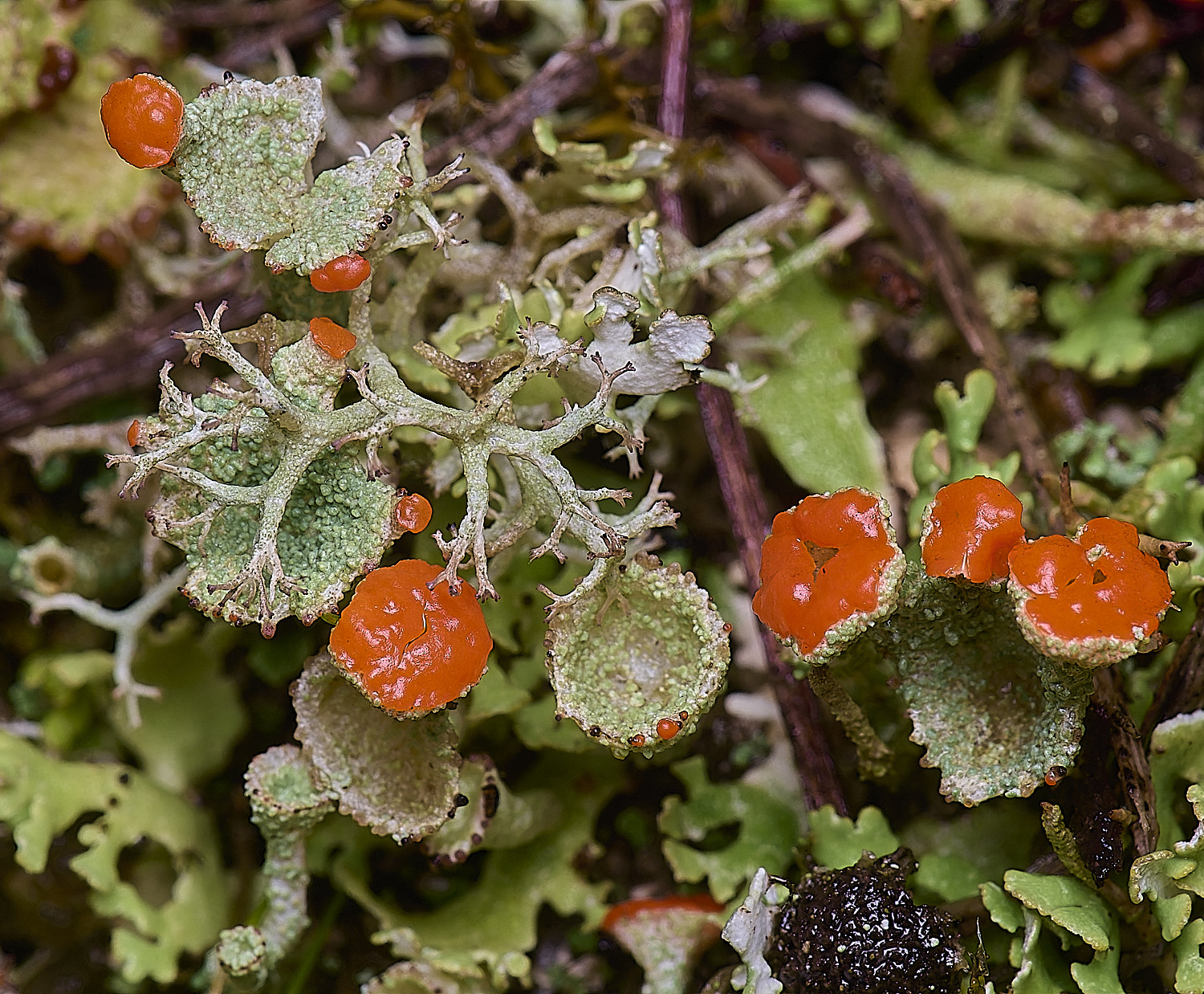 WintertonCladoniadiversa120226-5