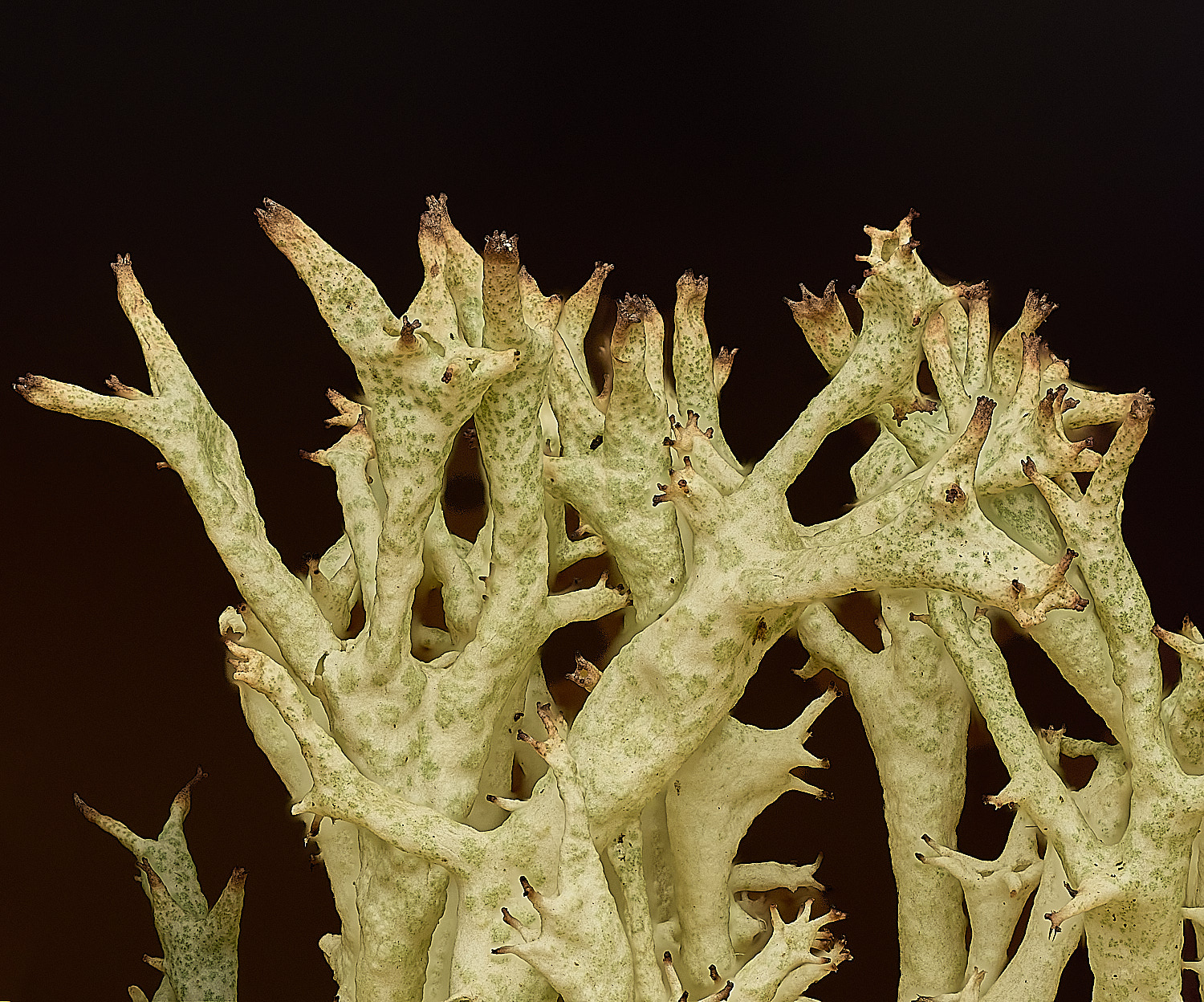 WintertonCuncialis120226-4